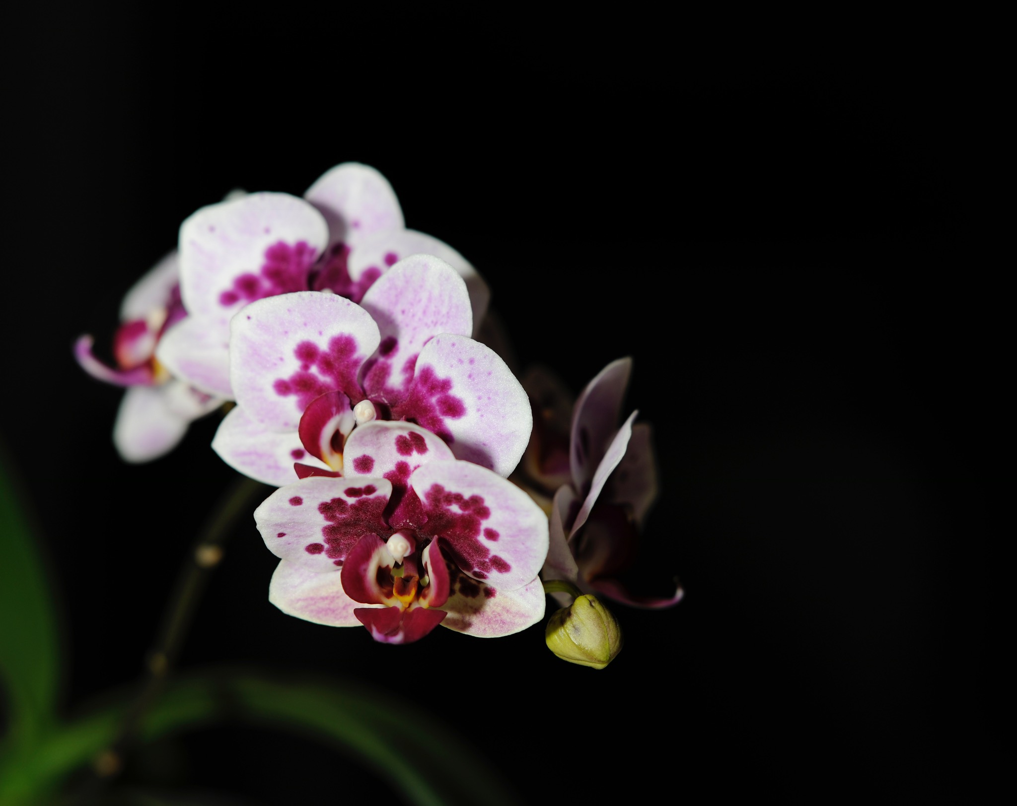 Orchid