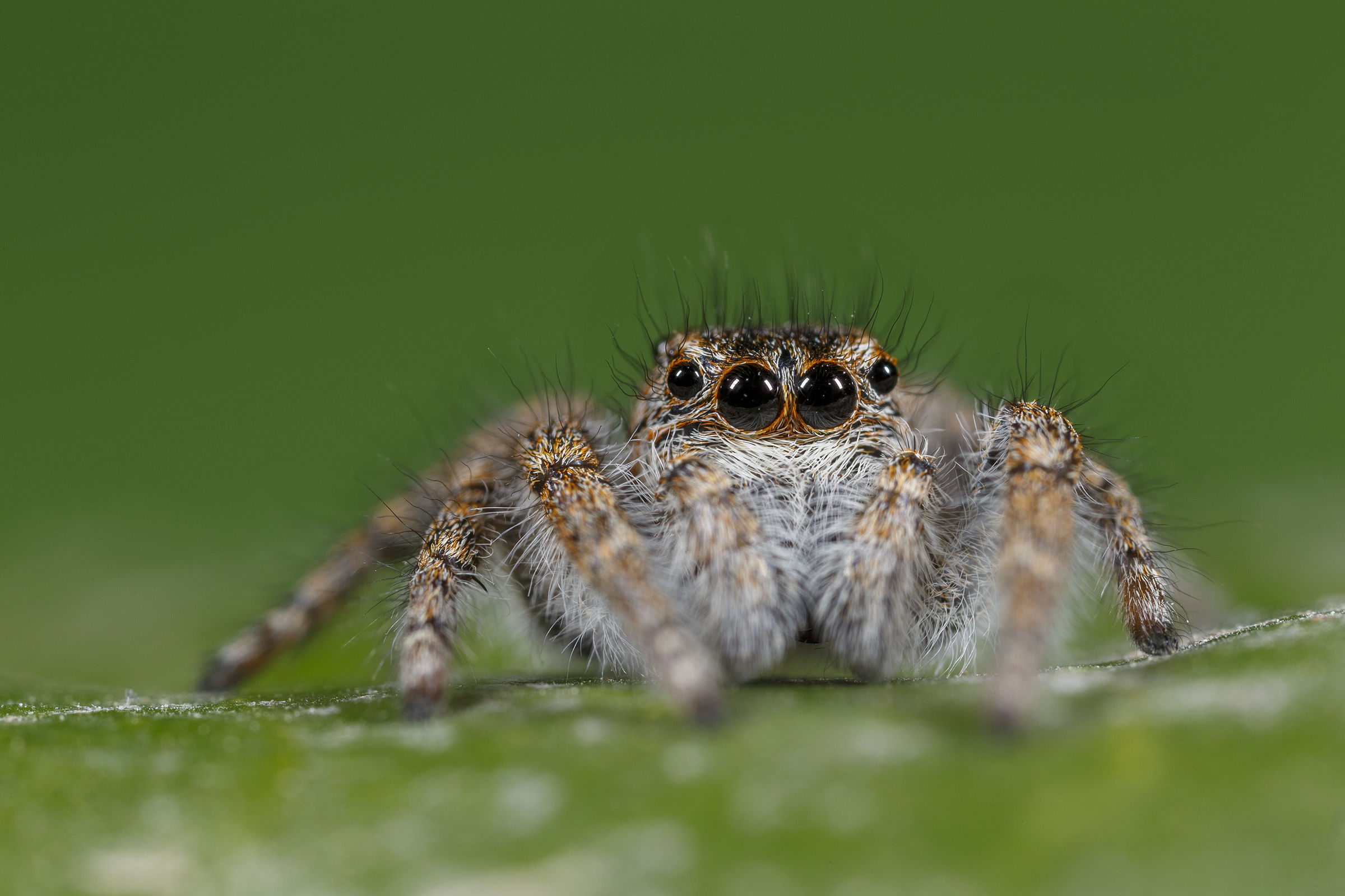 Jumping spider