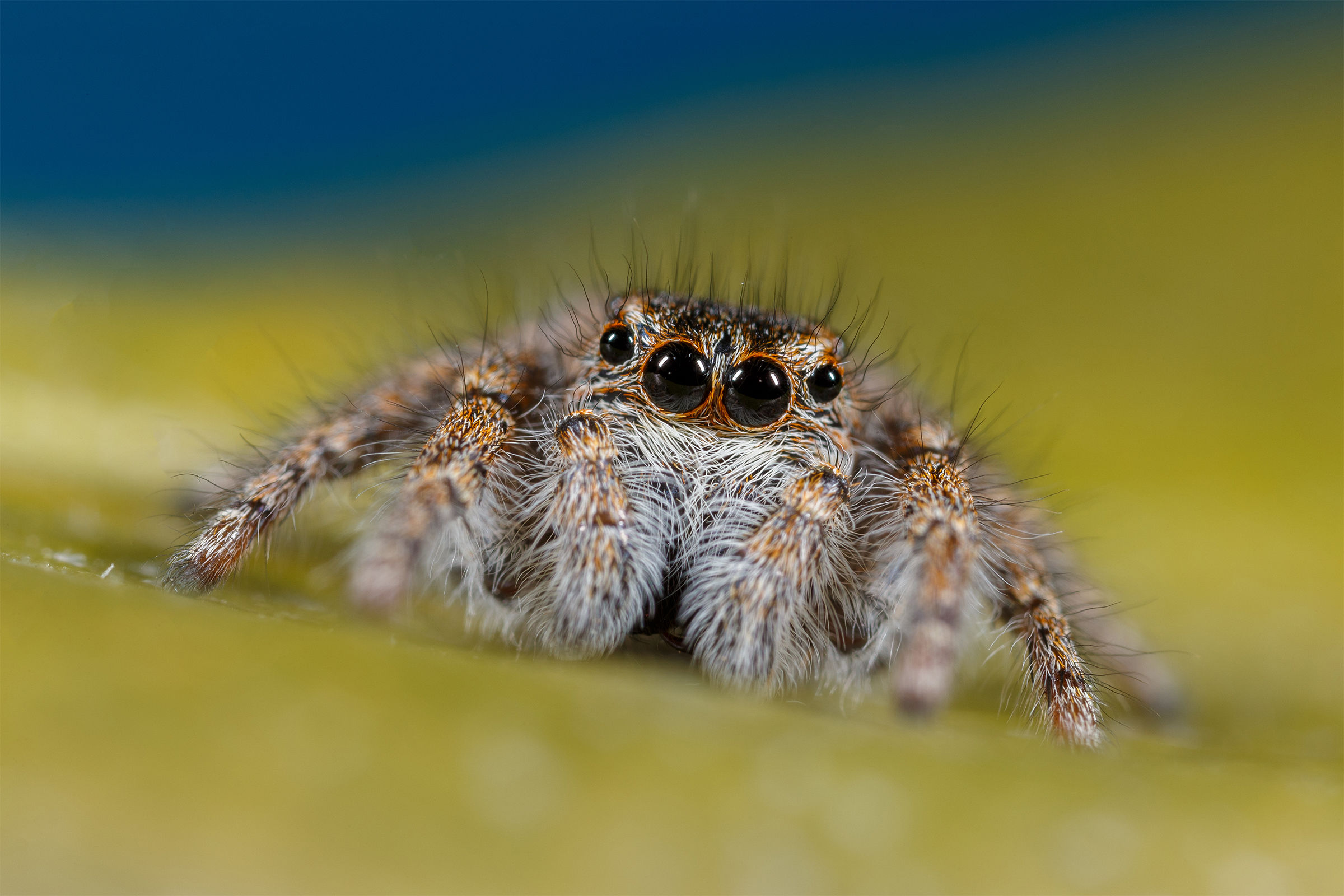 Jumping spider