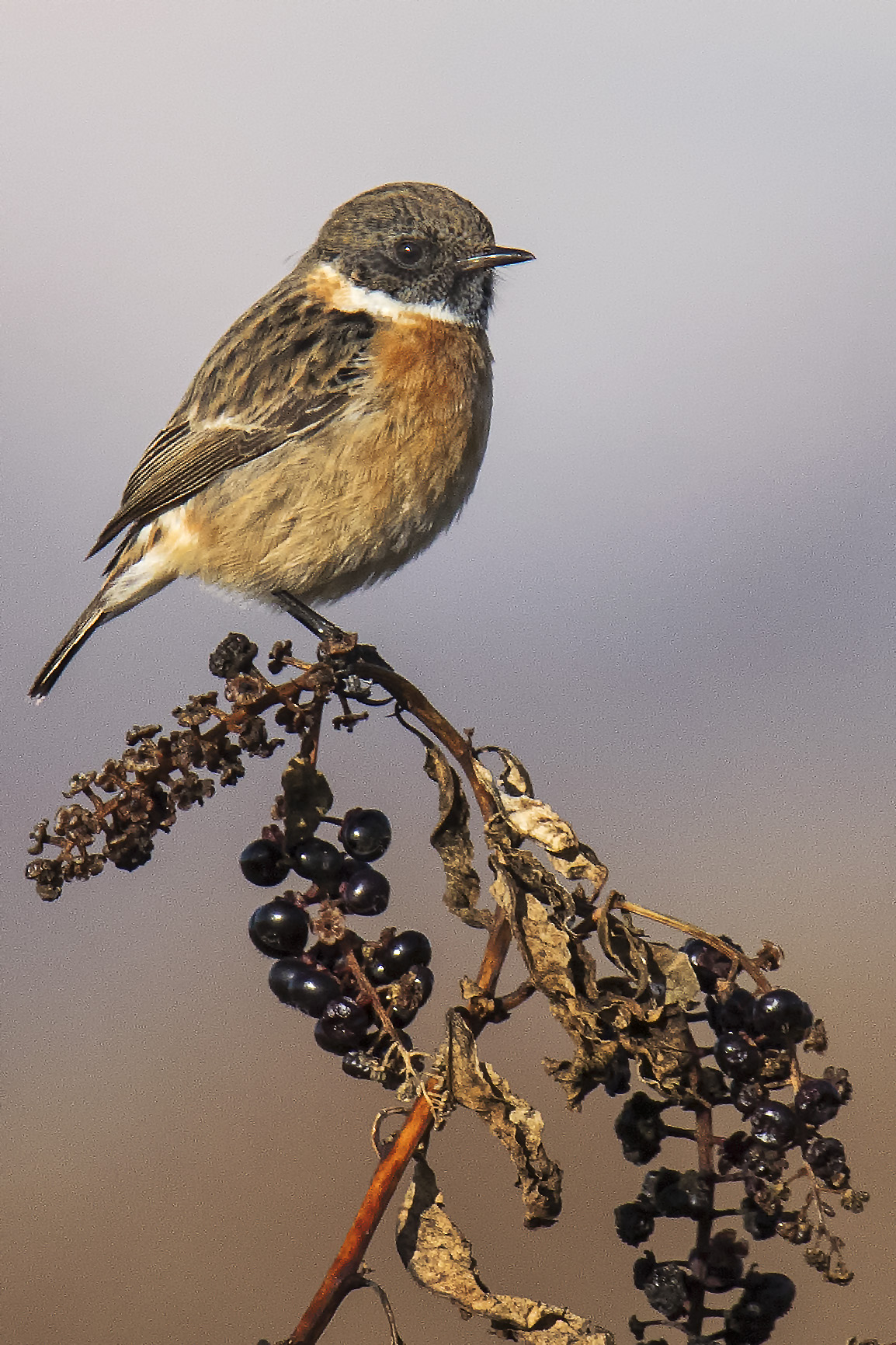stonechat