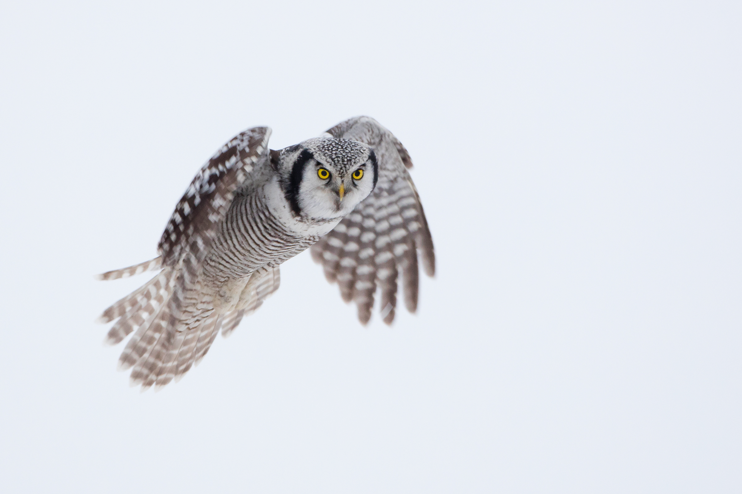 Northern Hawk Owl