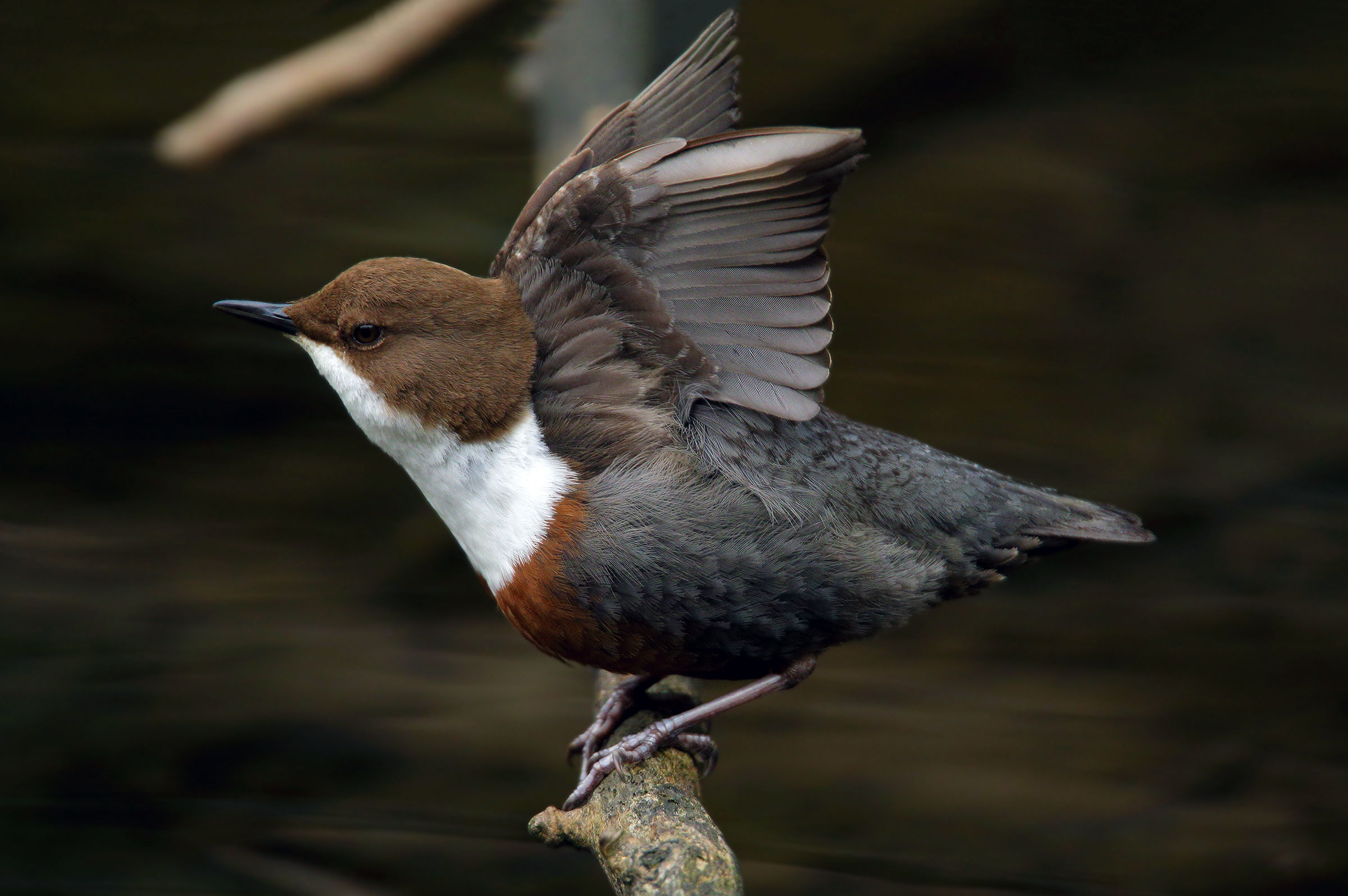 dipper