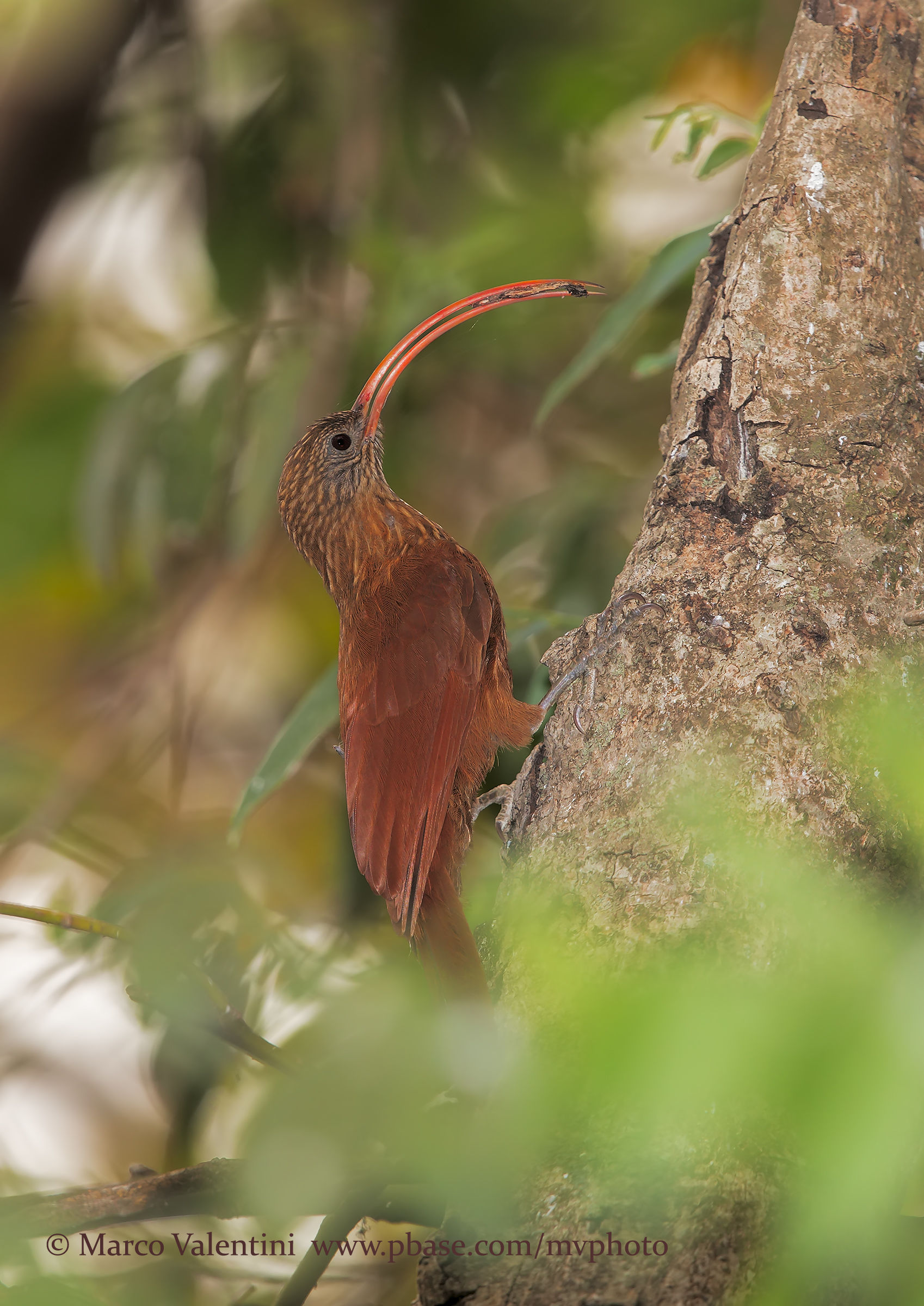 Red-billed Scythebill