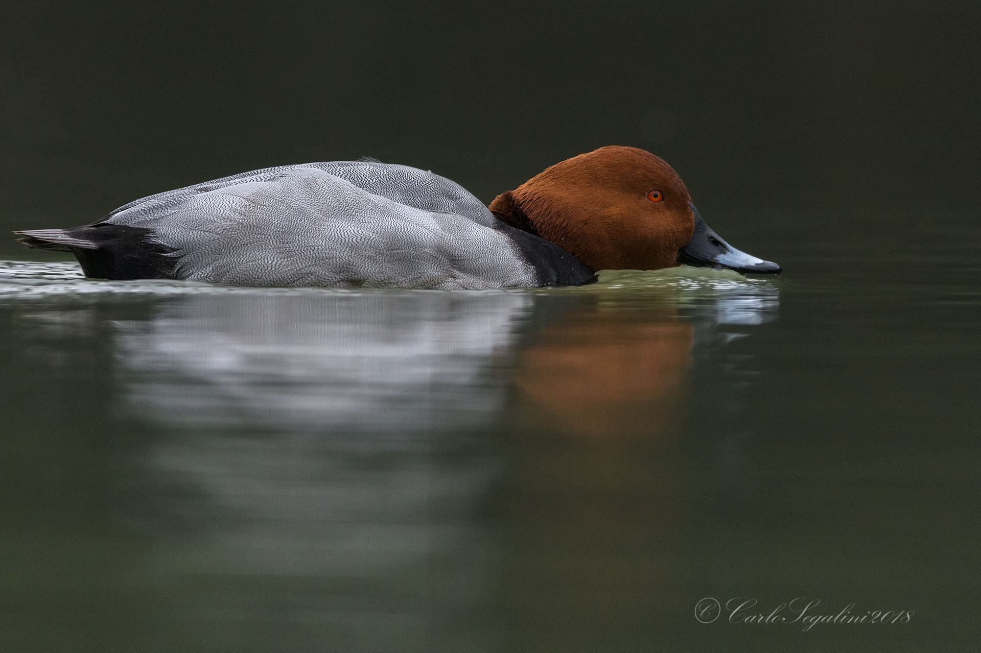 Pochard