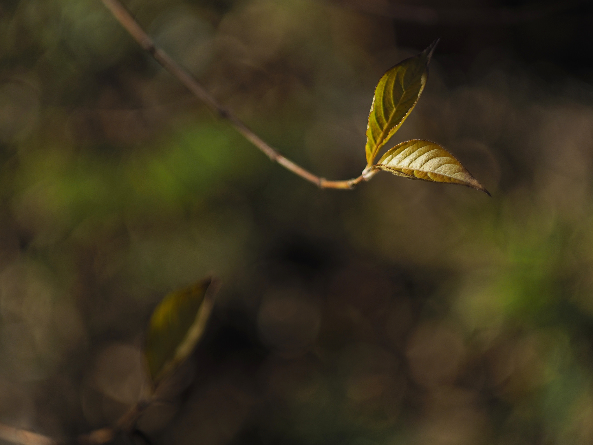 Evanescent attendance