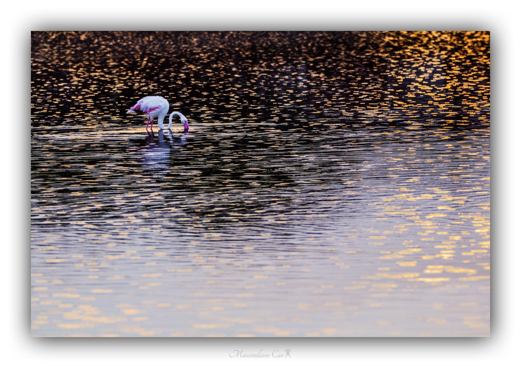 Fenicottero al tramonto