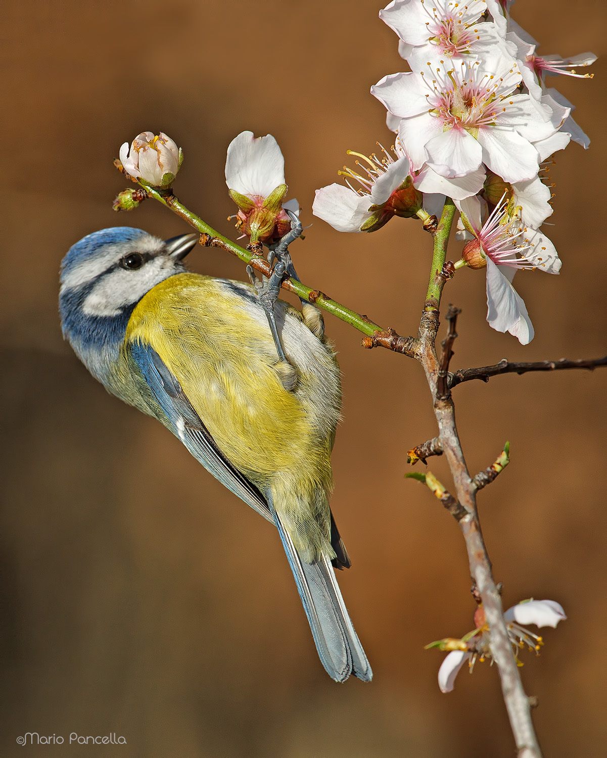 Blue tit on almond in bloom
