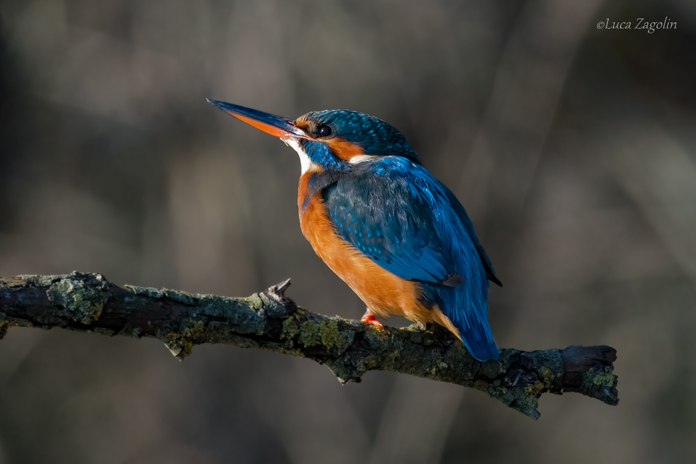 Martin pescatore femmina
