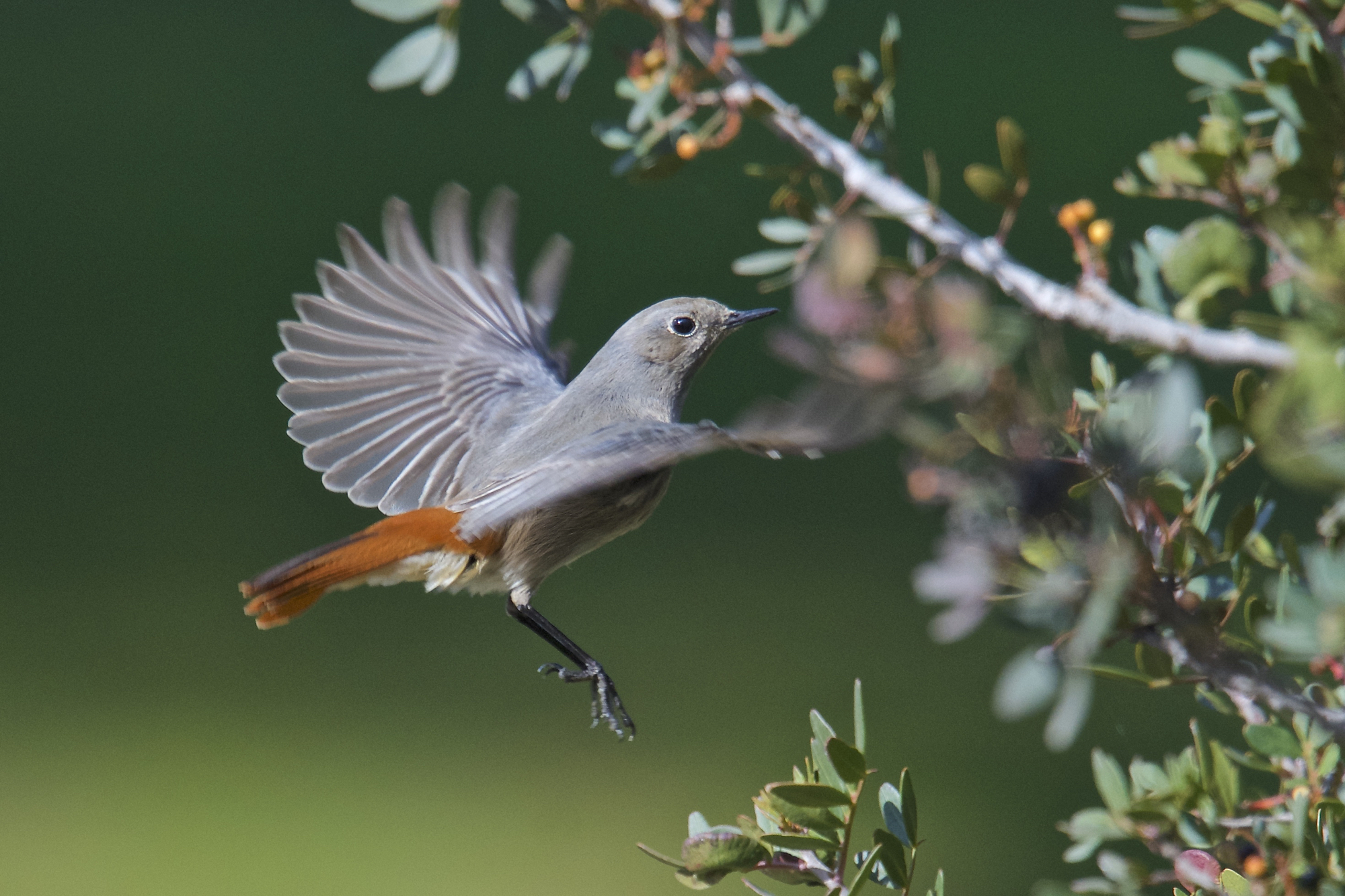 Redstart chimney sweep