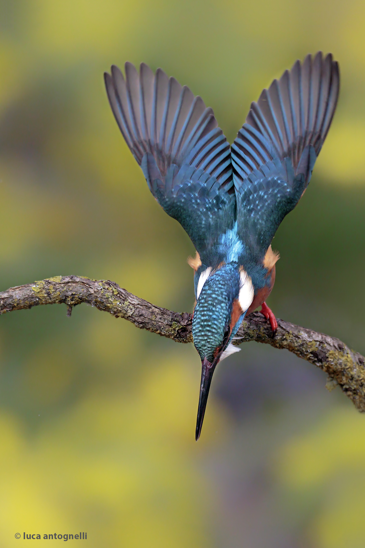 Una Freccia che sta per scoccare.