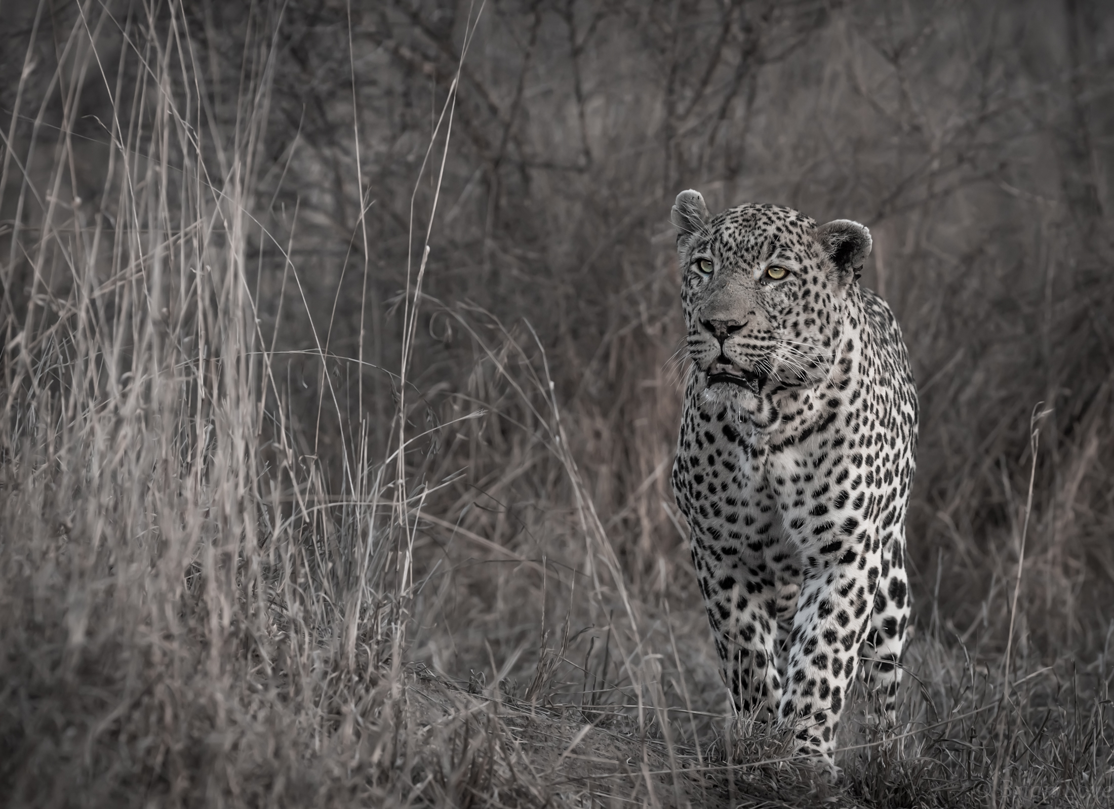 Un principe in preda all'agia!