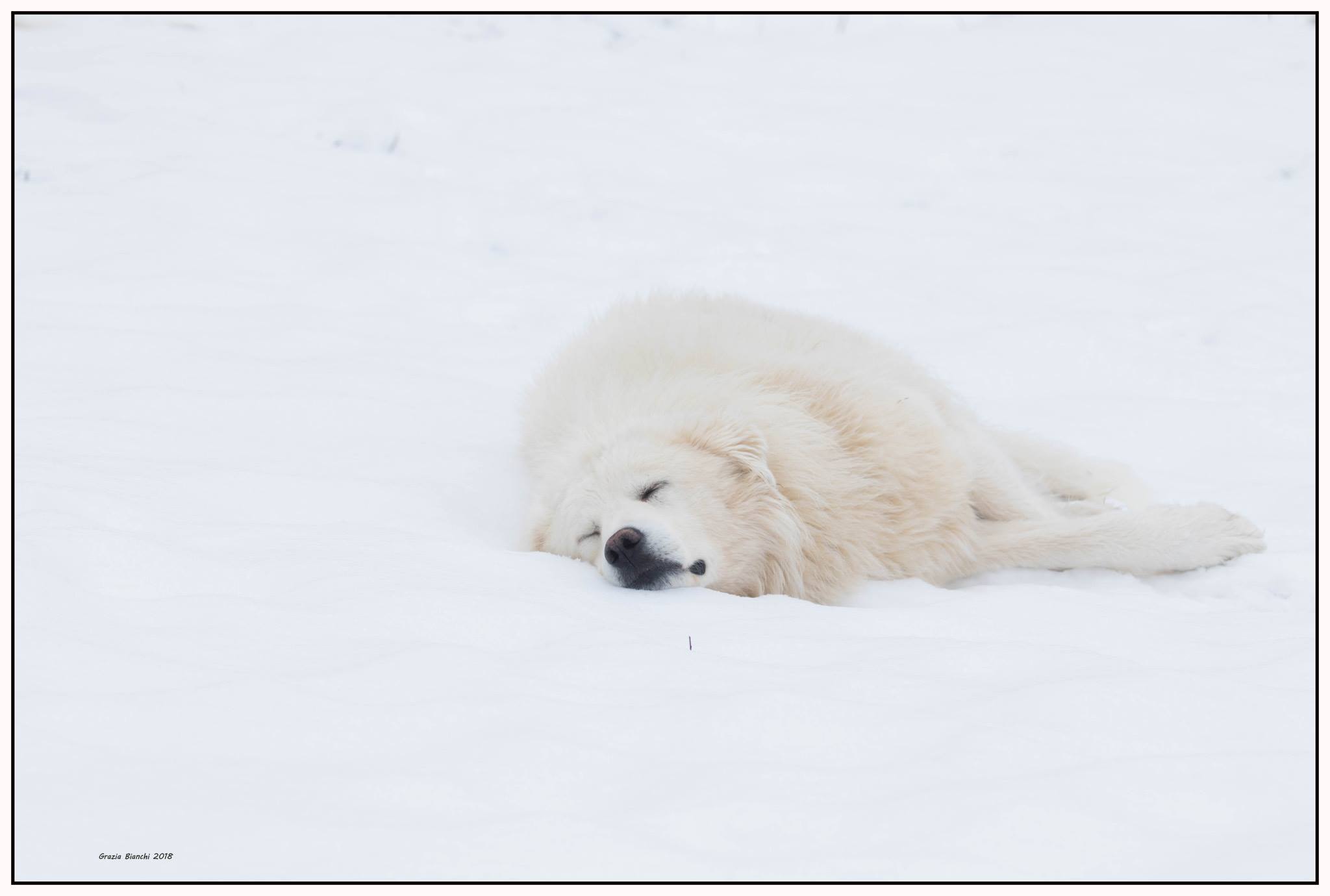 Abruzzese shepherd on the snow like on a warm pillow