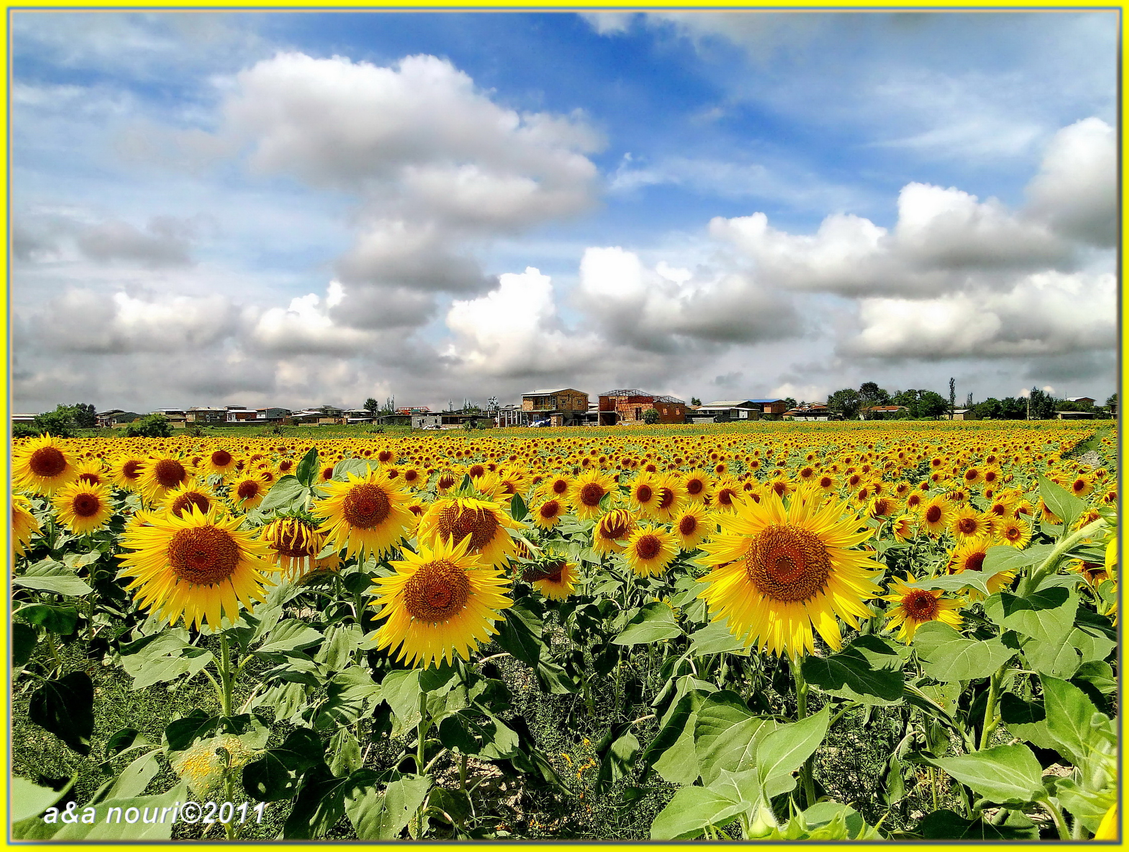 sunflower's greeting