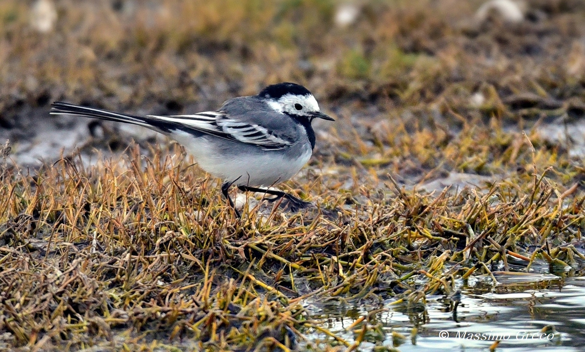 Una Ballerina bianca incurante del freddo