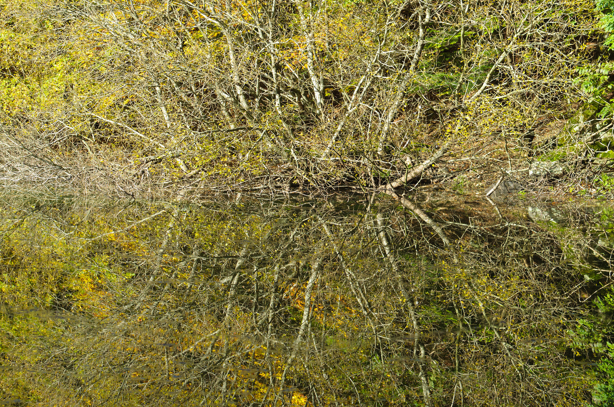 Reflections on Lake D'Ass Code