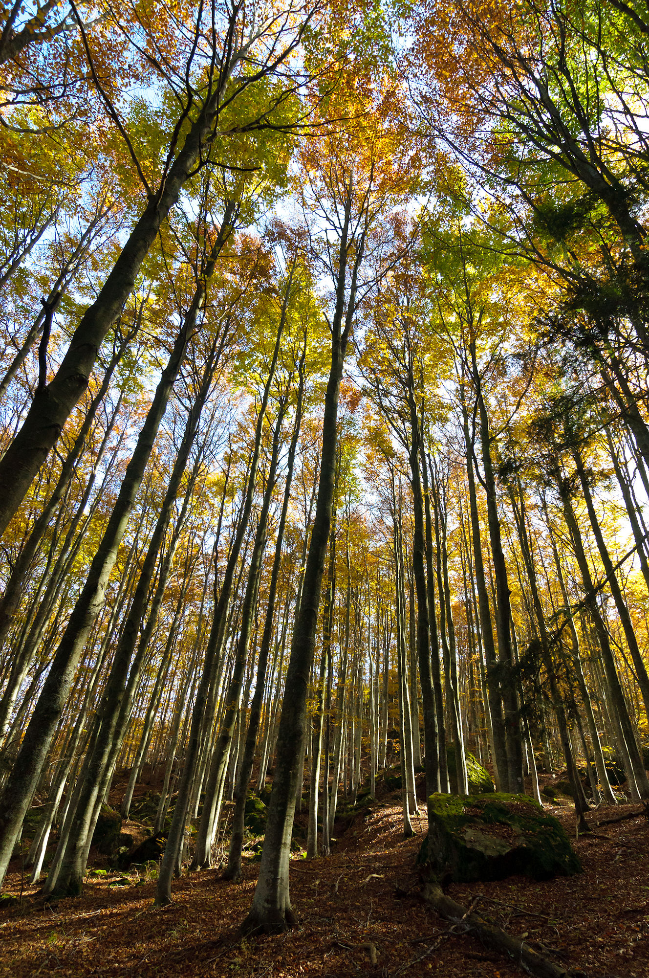 Beeches in Val D'Aveto
