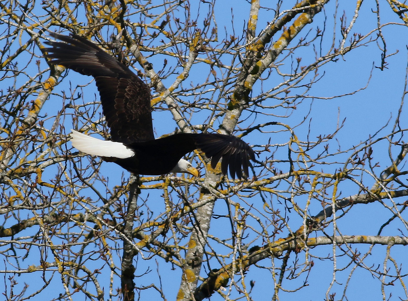 Attraverso gli alberi