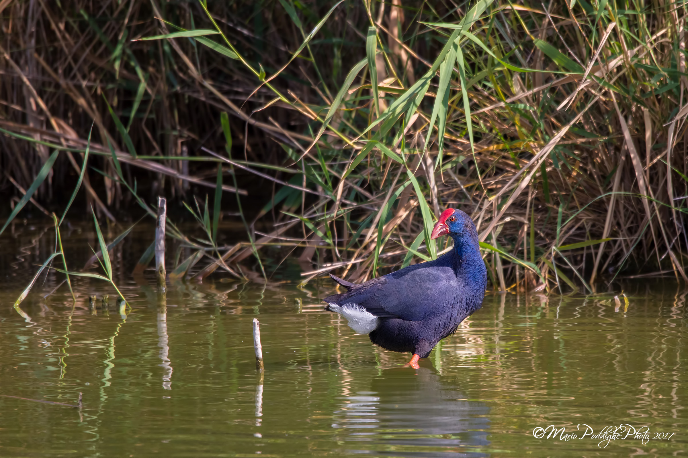 Il Sultano del canneto