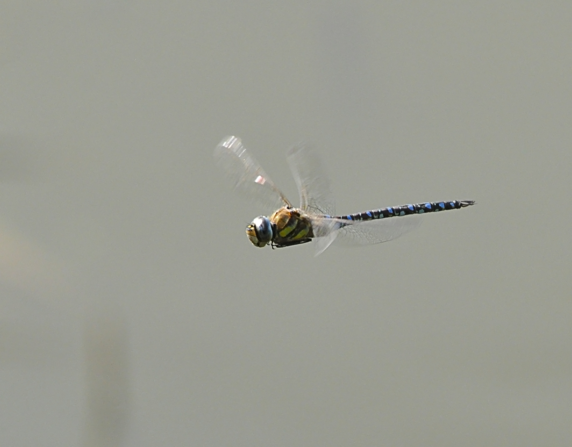 dragonfly
