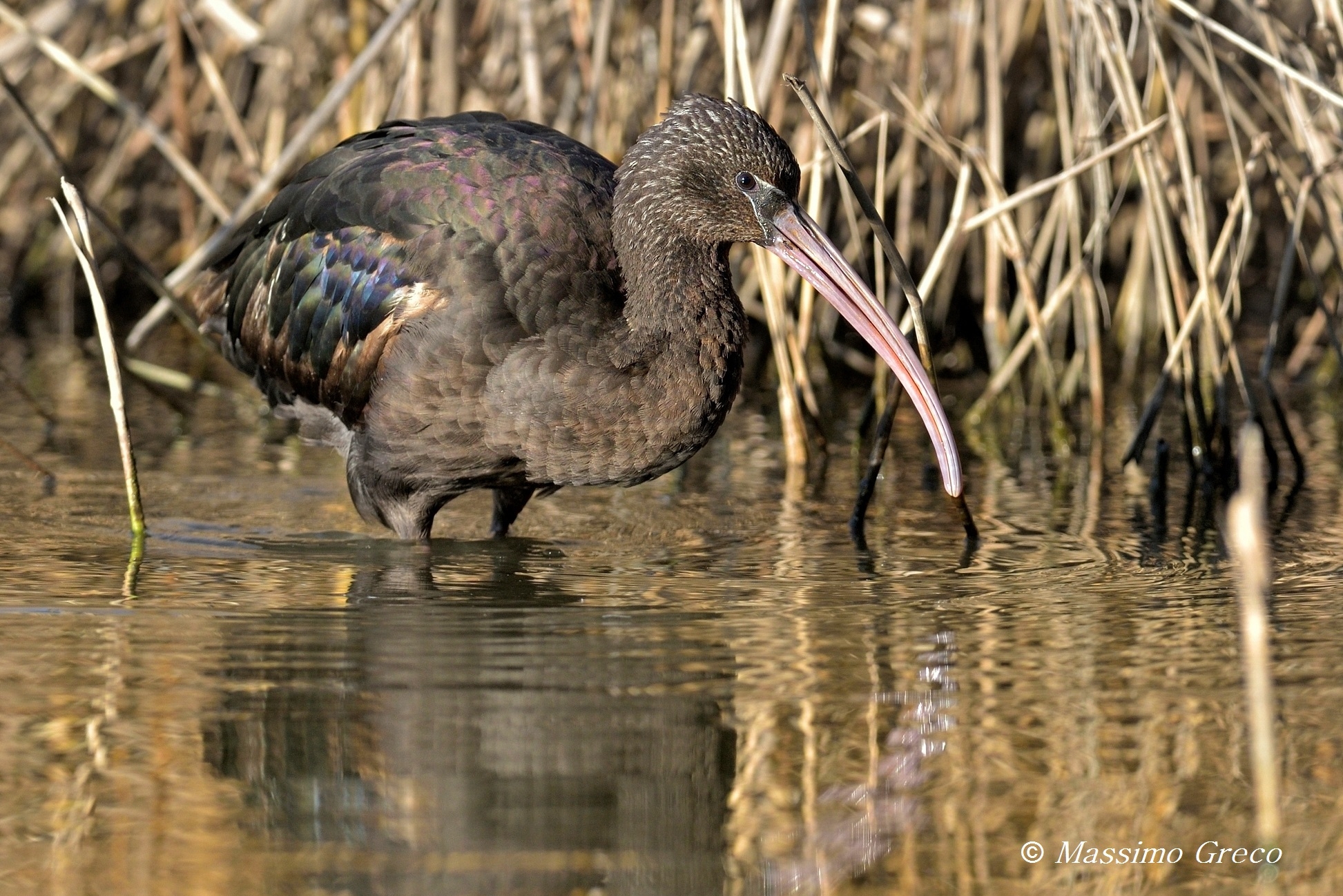 Mignattaio (Plegadis falcinellus)