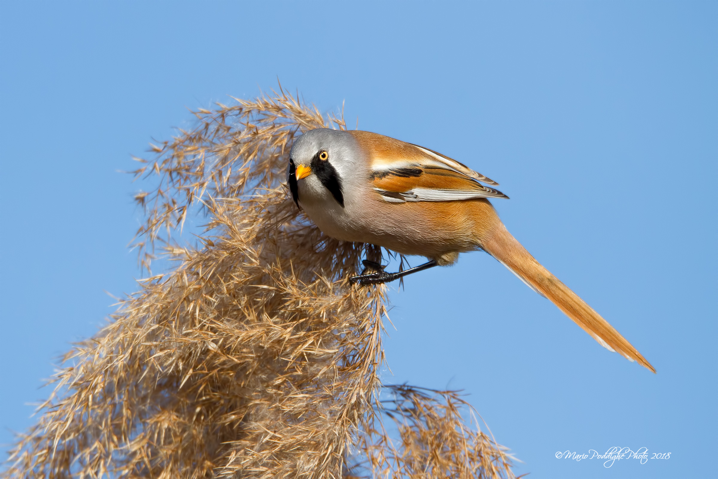 il commissario basettoni