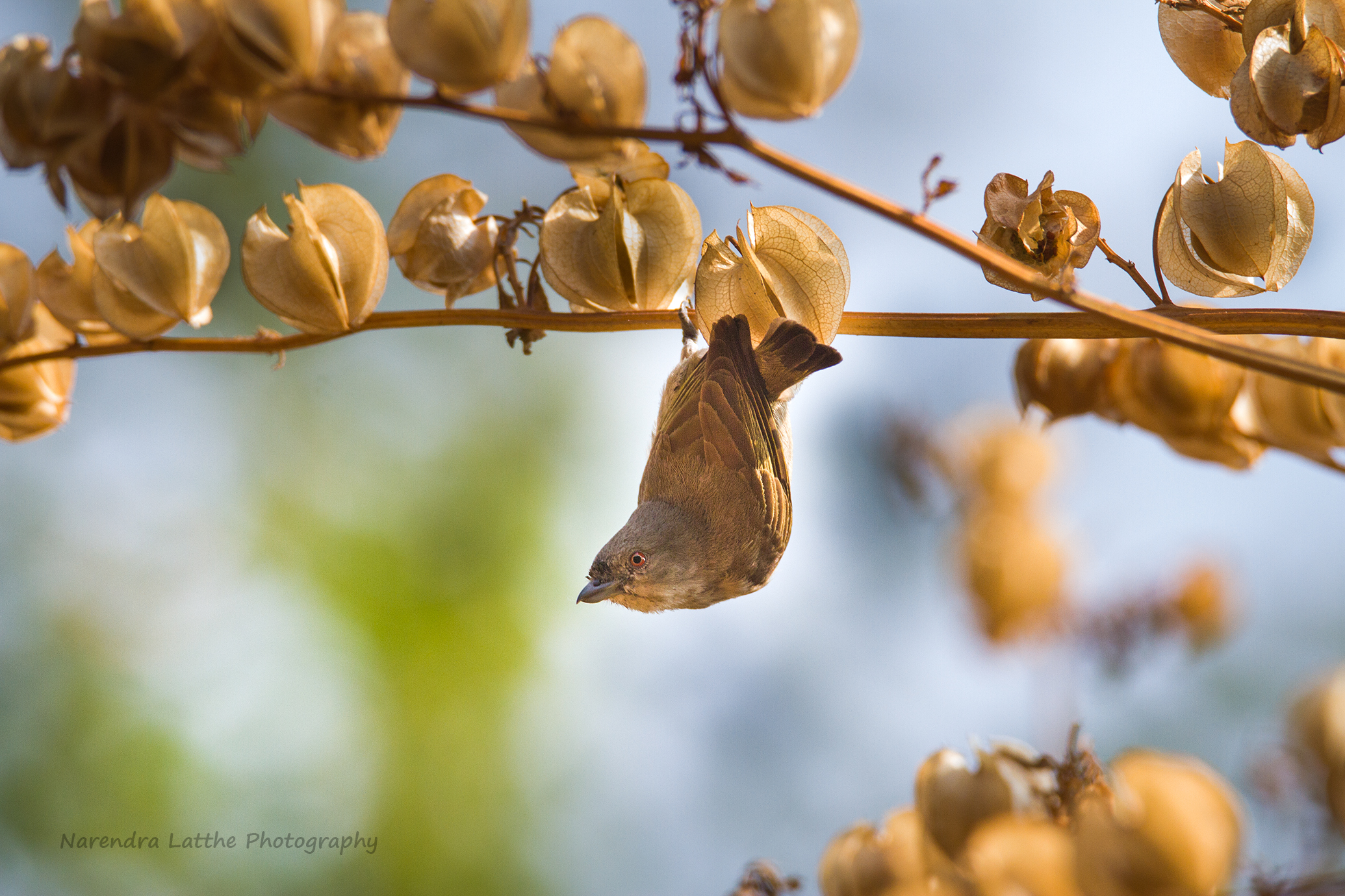 Flowerpecker dal becco grosso