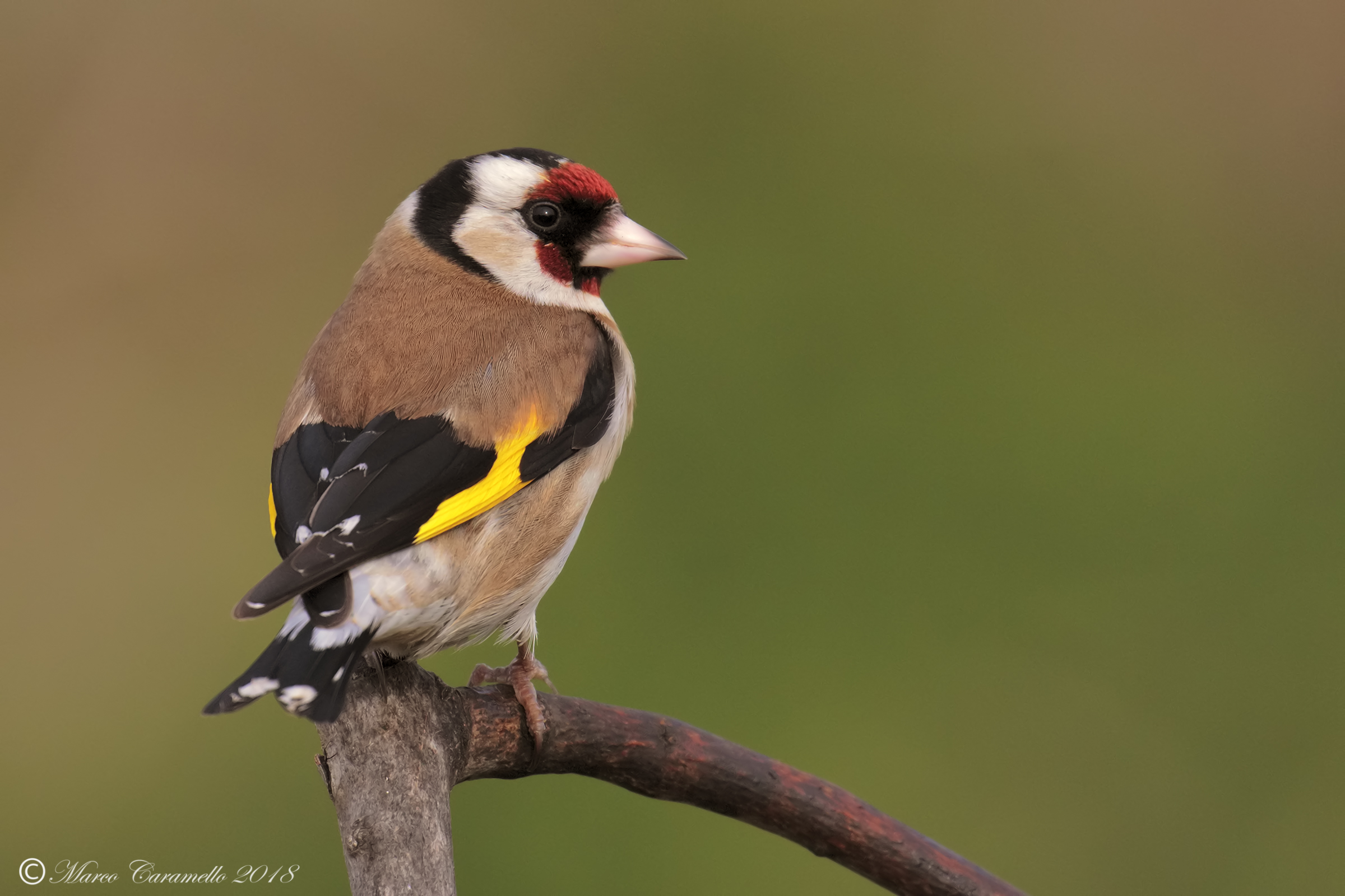 Goldfinch