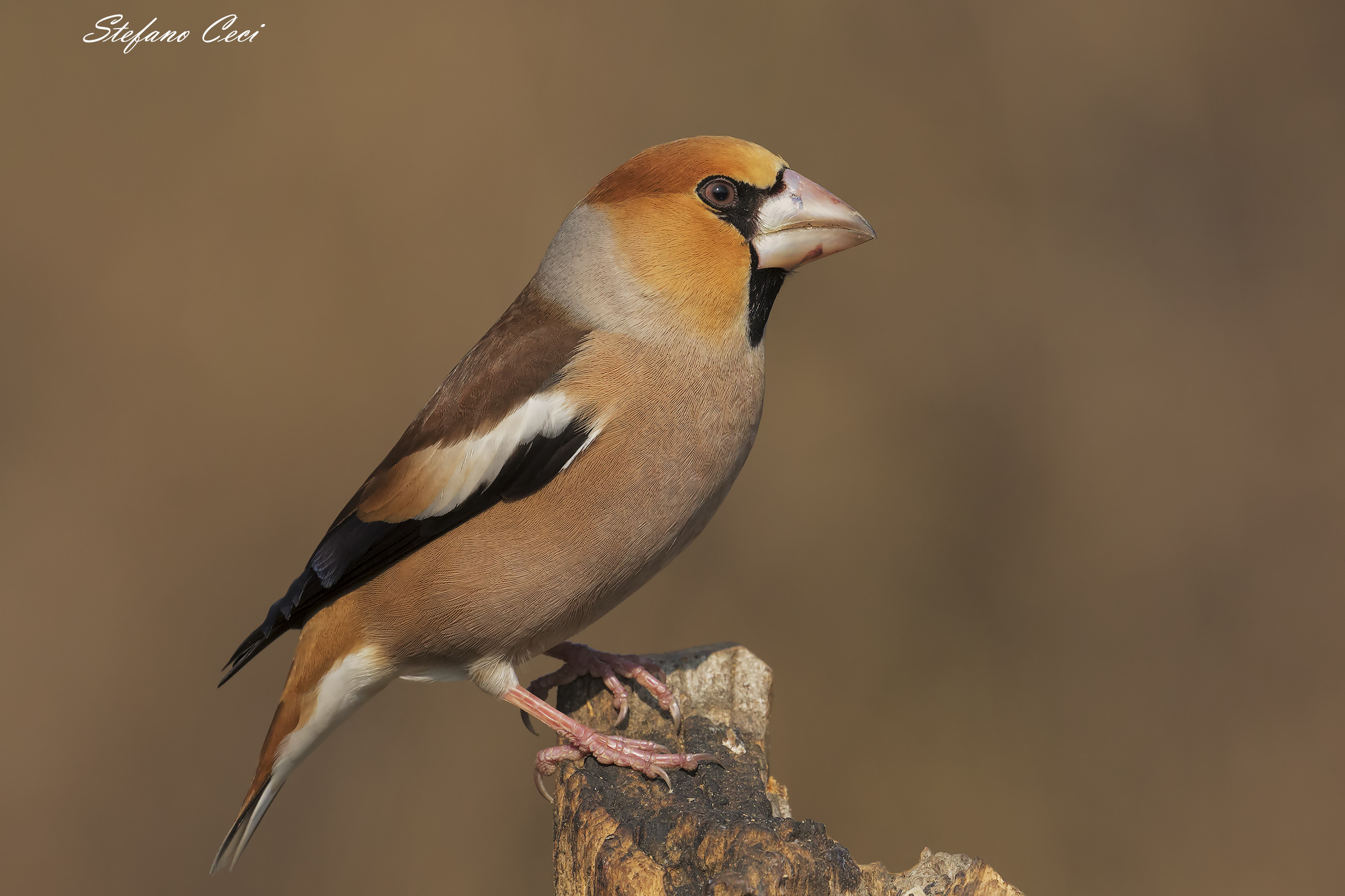 ritratto del frosone