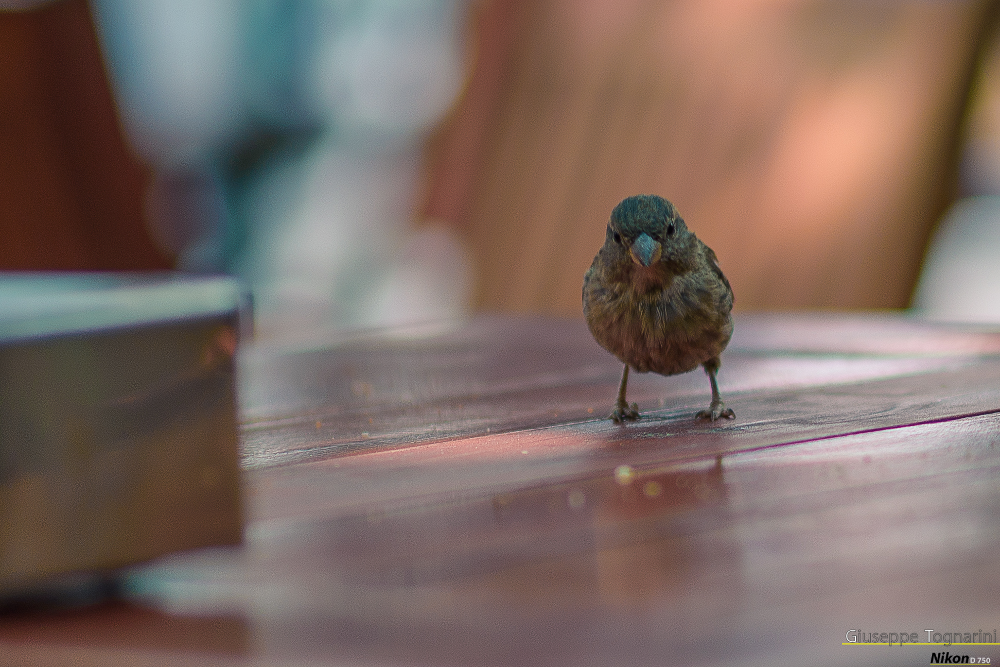 hey have you never seen a sparrow ???