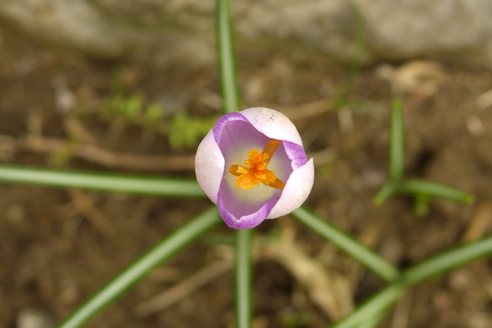 Crocus from above