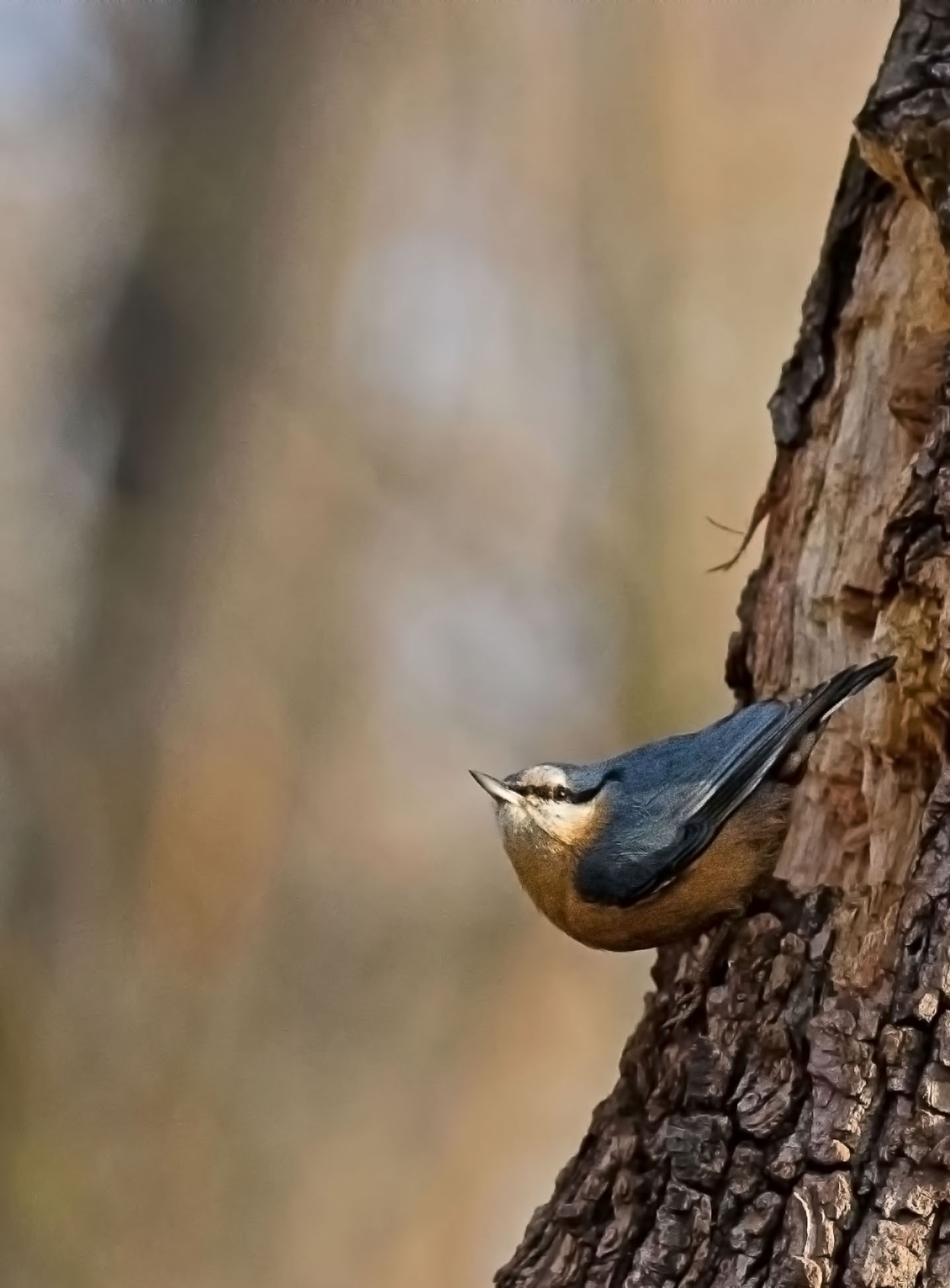 Nuthatch