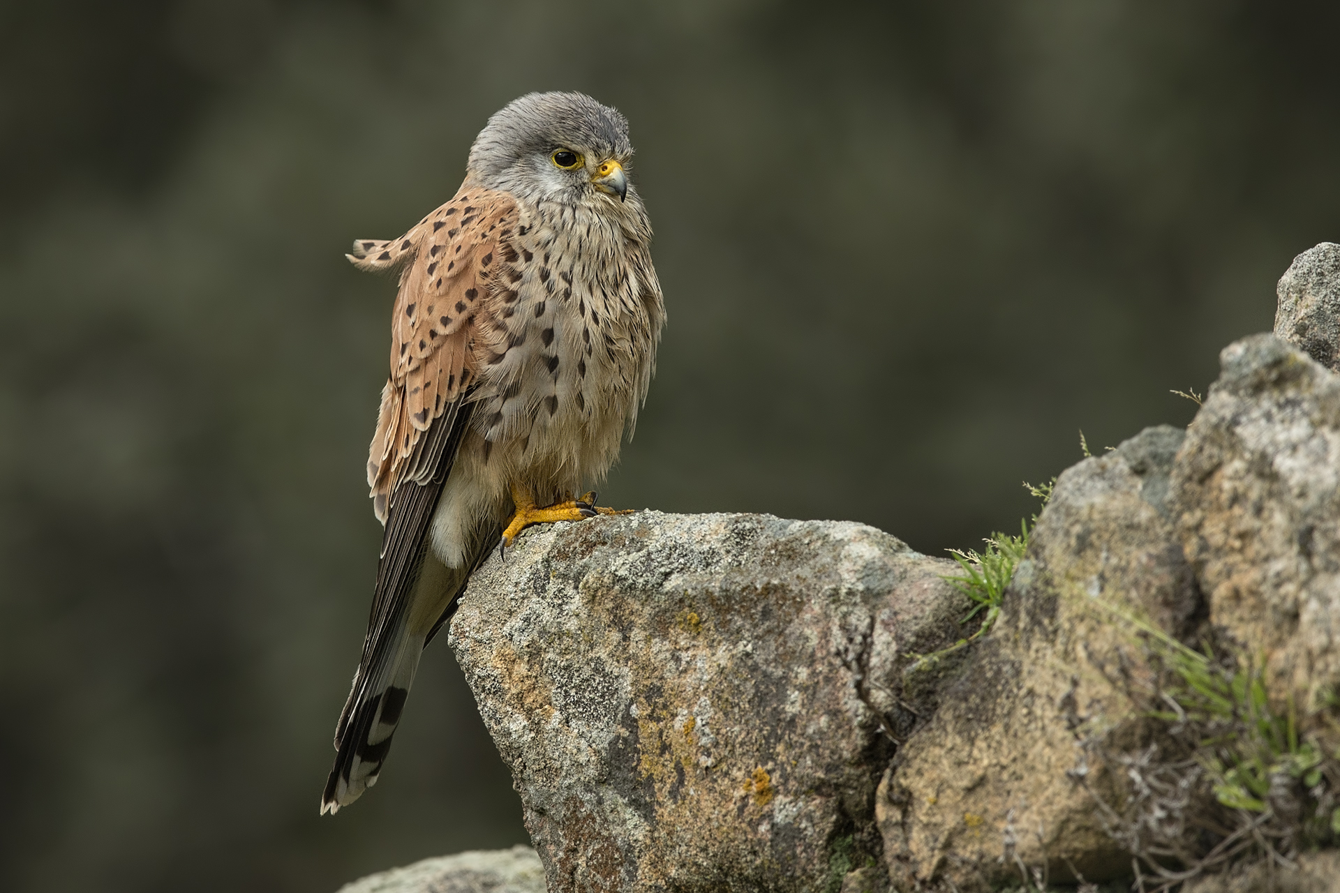 Kestrel male