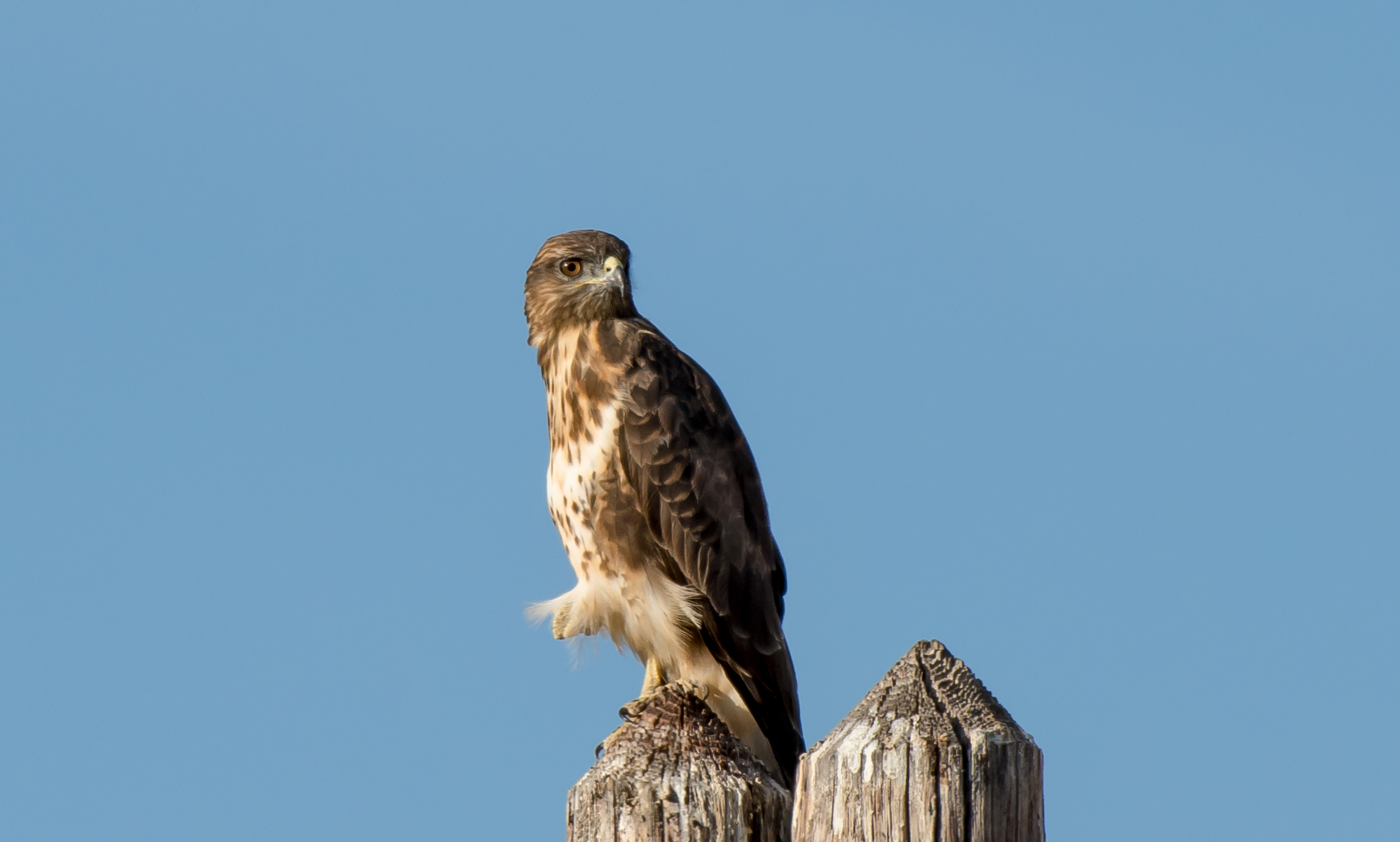 Buzzard # 3