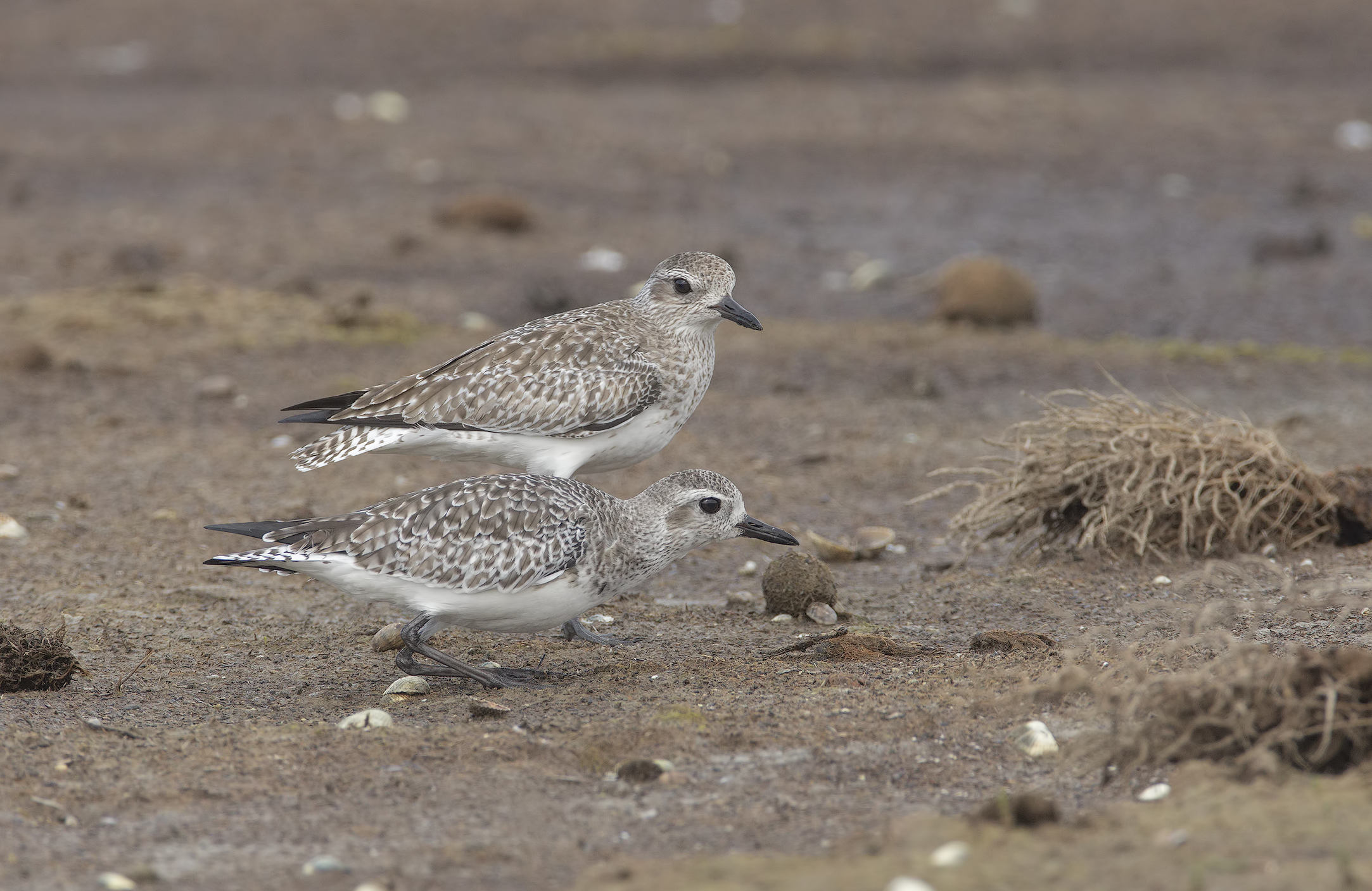 pivieresse in dispute .....