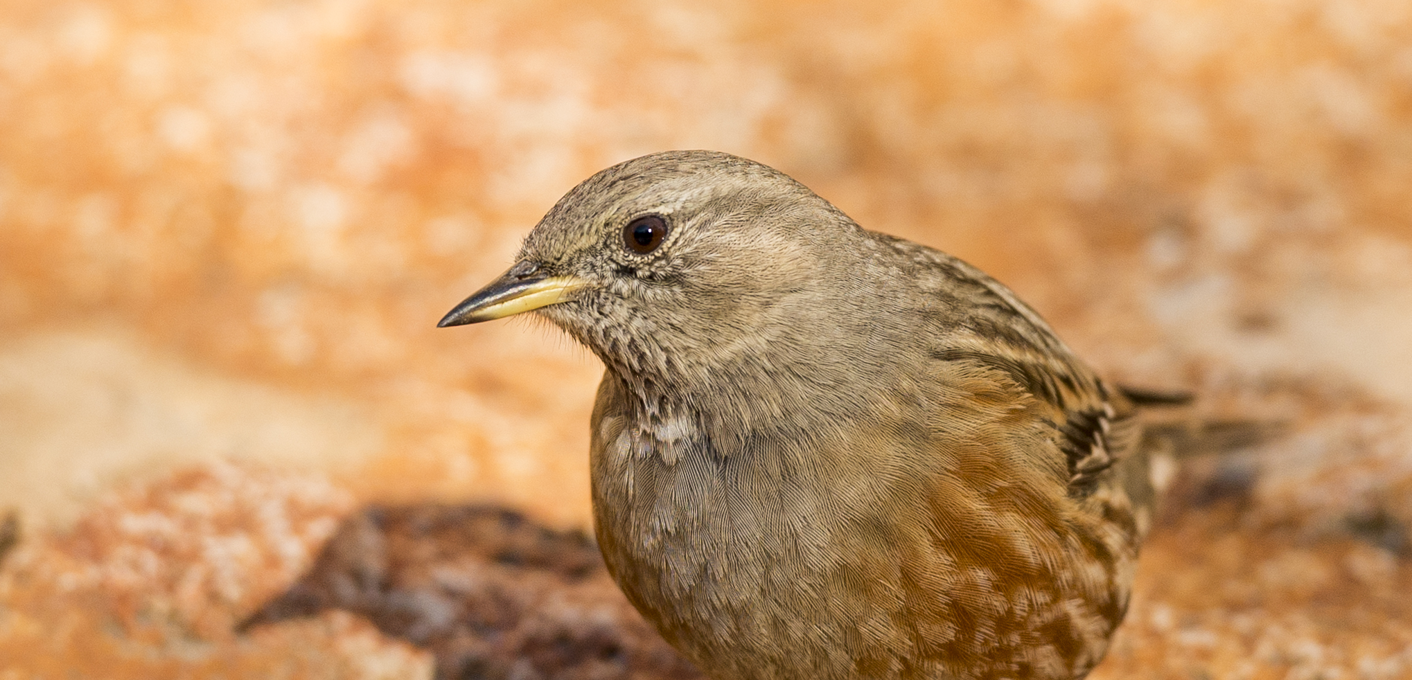 Sparrow Scopaiola