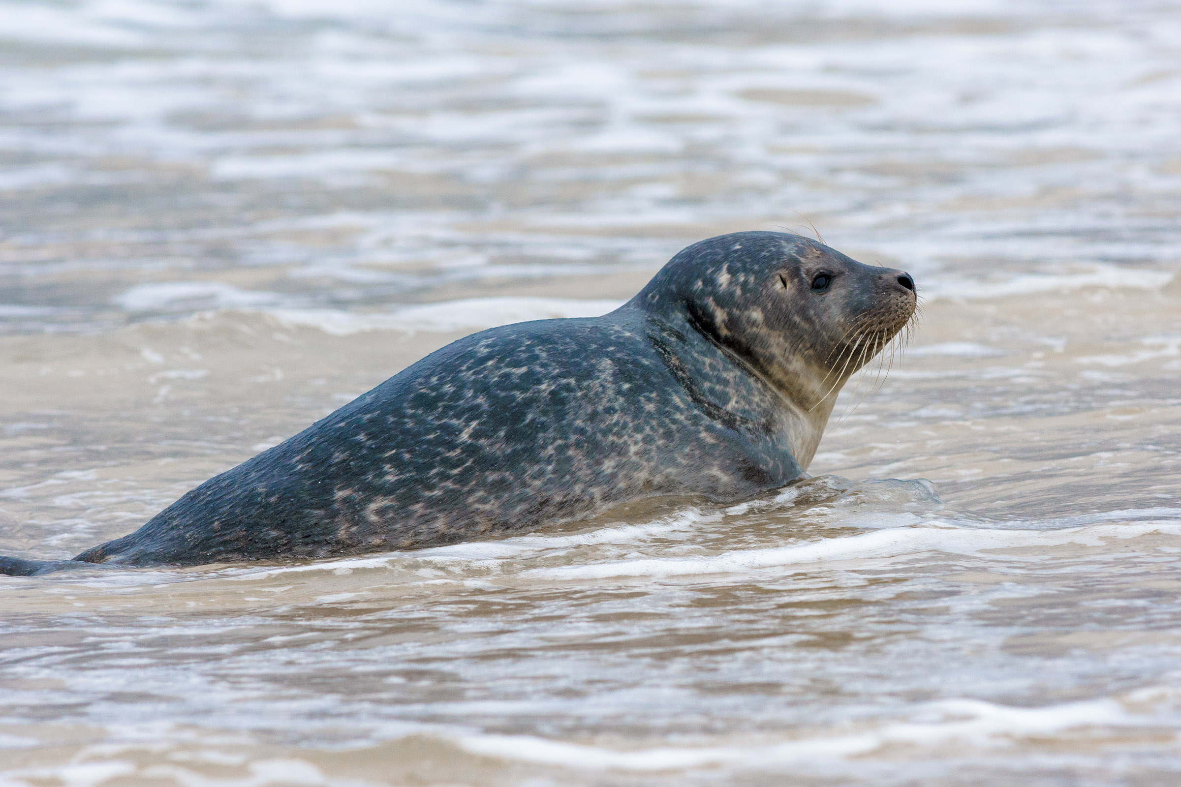A tu per tu con la foca!