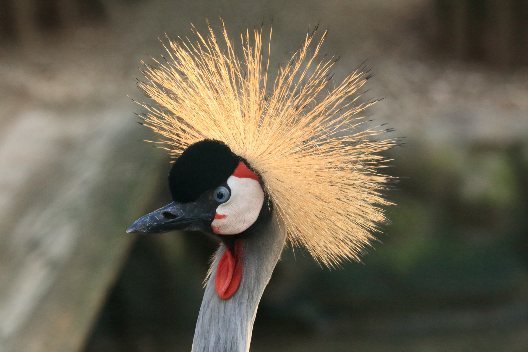 Crowned crane