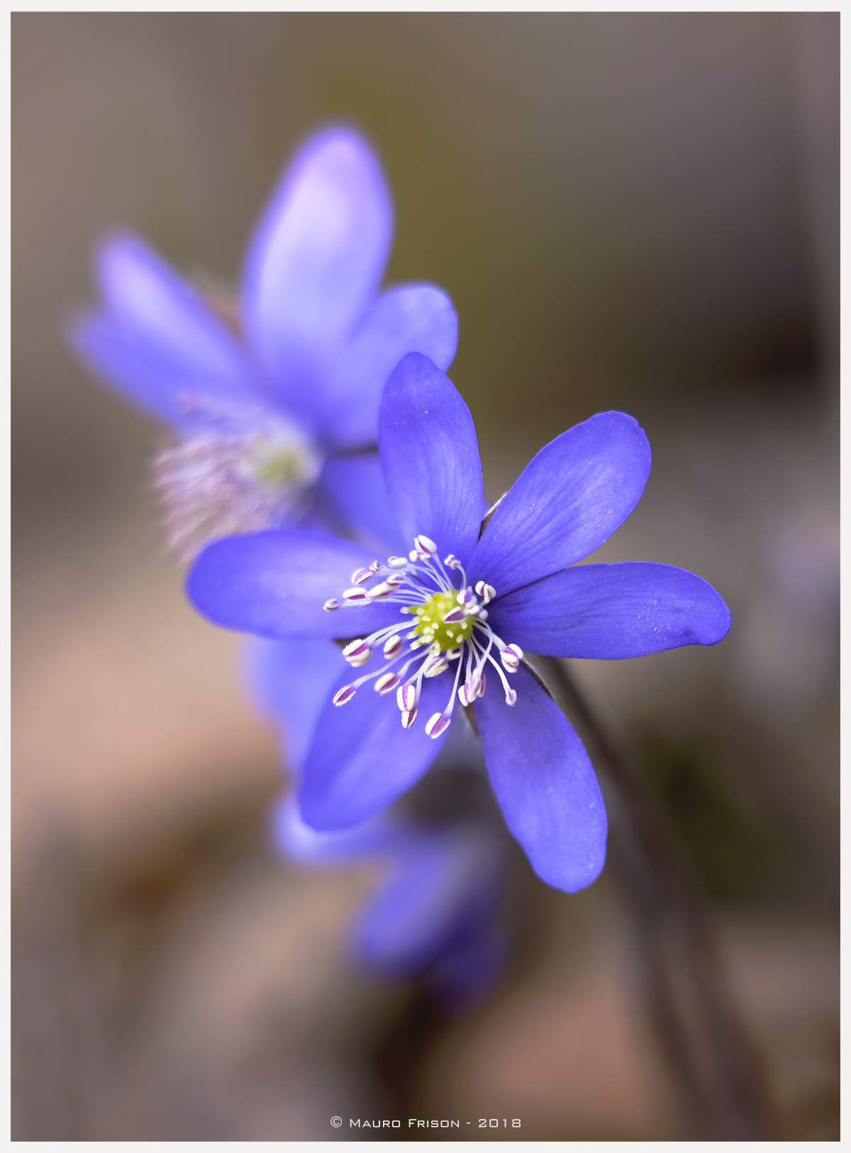 Anemone Hepatica Nobilis