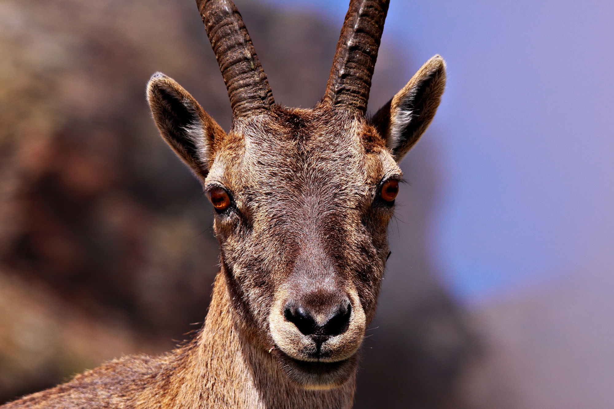 Portrait of ibex
