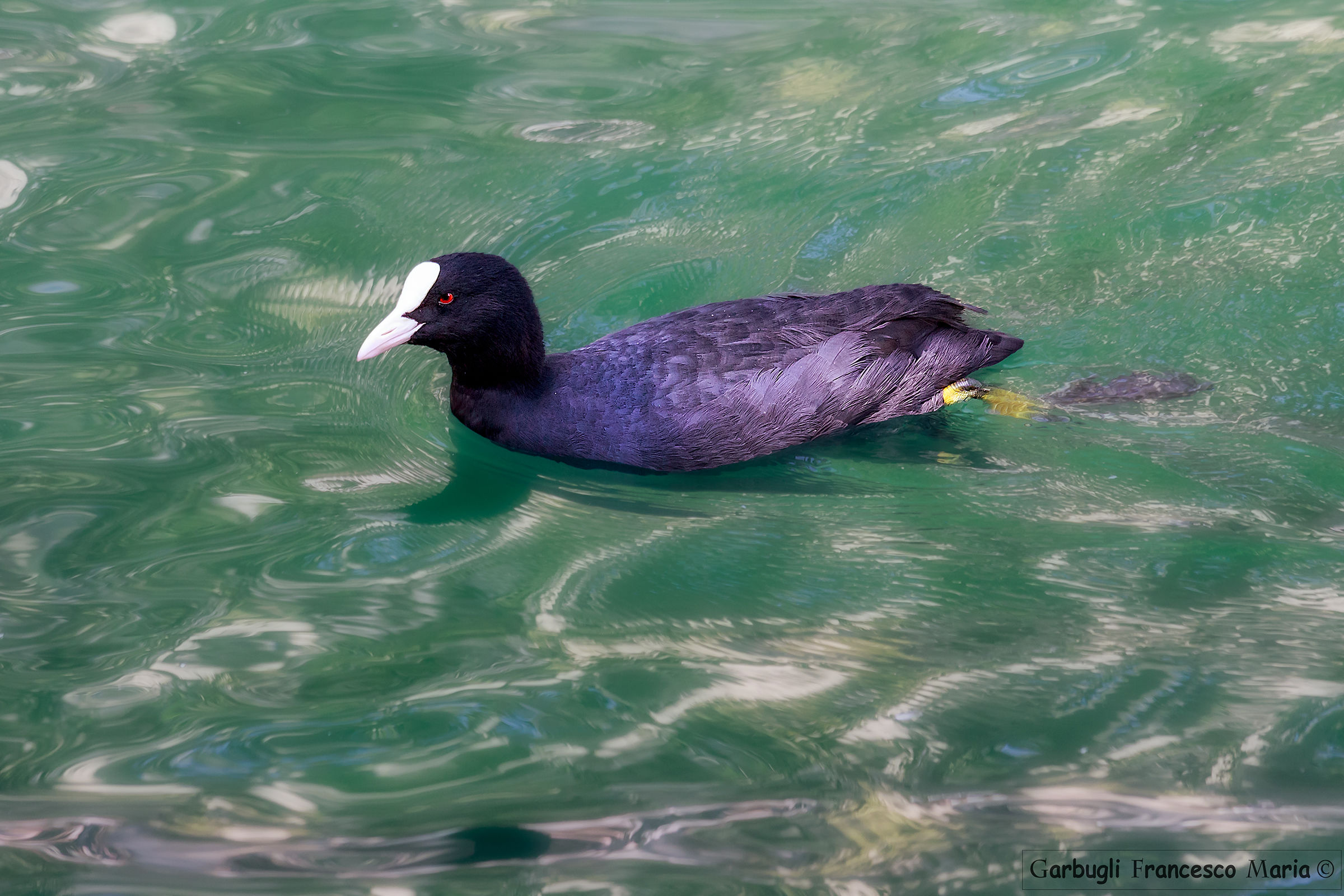 Common coot