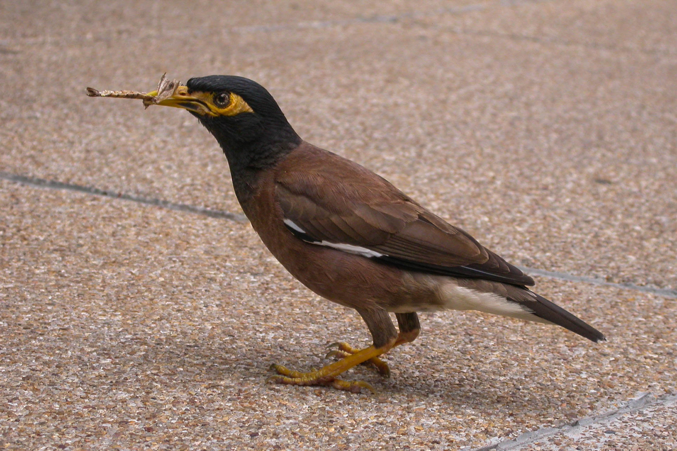 Indian Blackbird