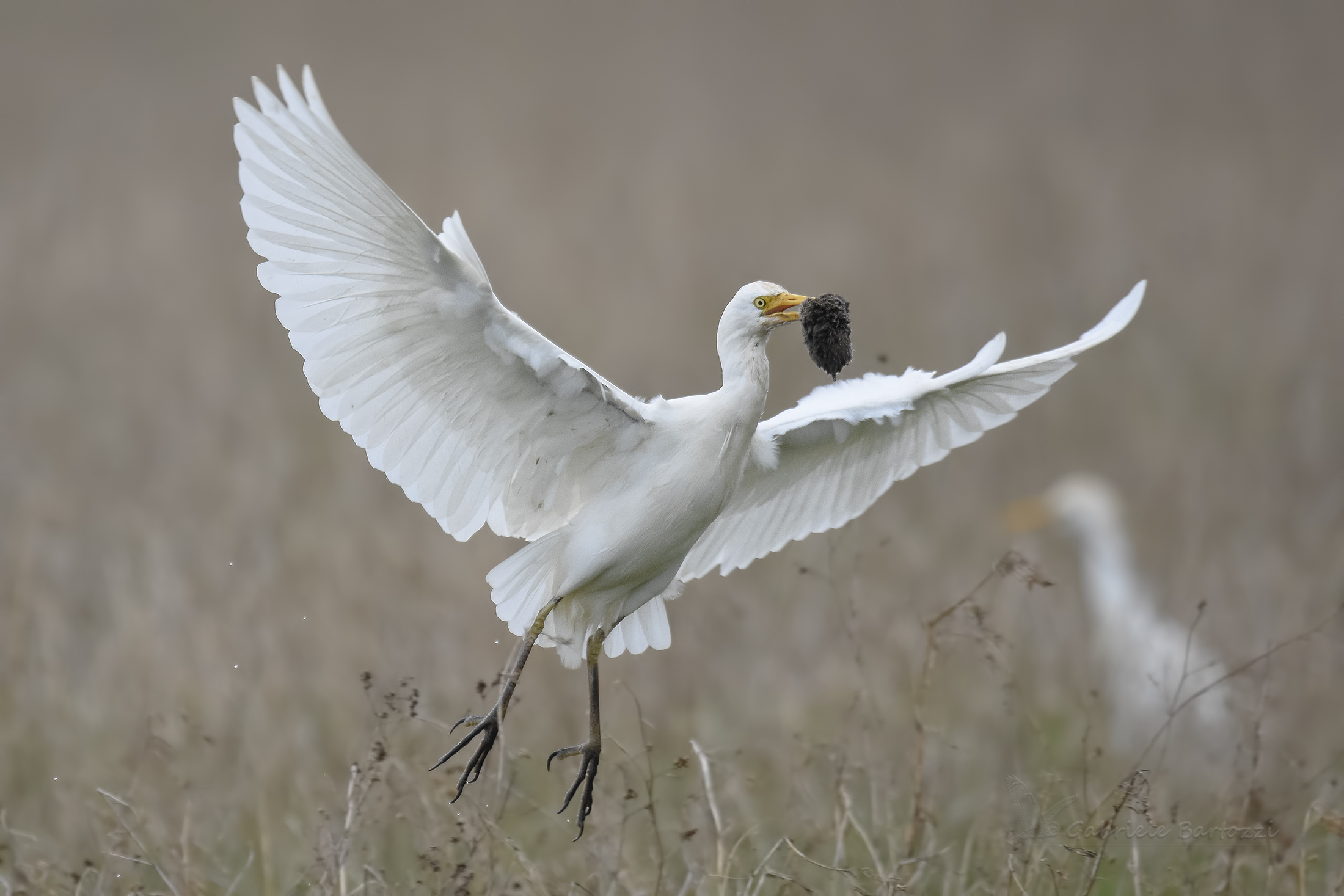 La strage delle arvicole ...