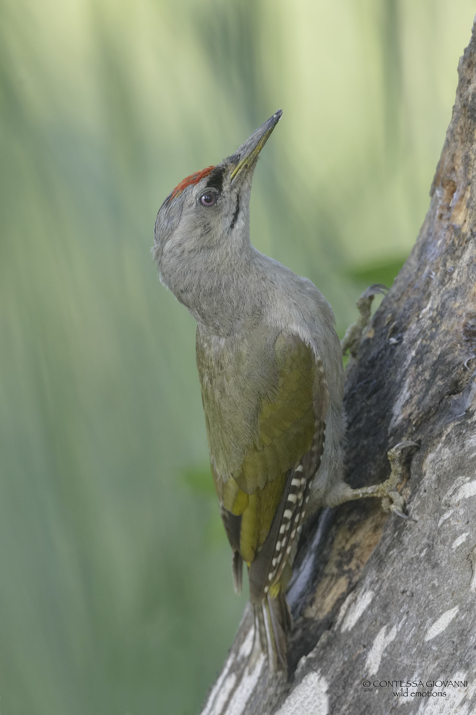 Gray-headed woodpecker