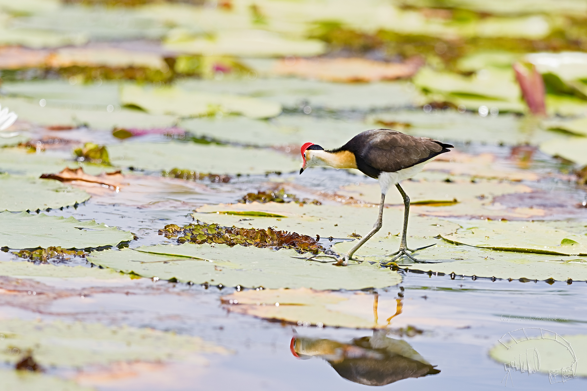 Uccello di Dio, Yello Water Billagong Cruise, Darwin