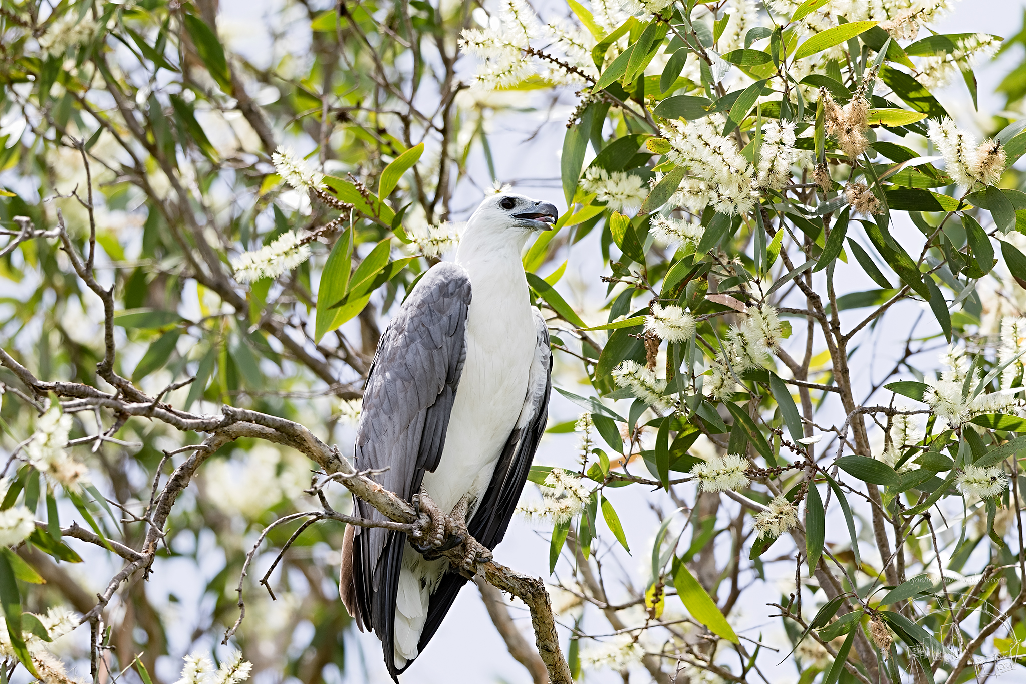 Aquila pescatrice, Yellow Water Billagong Cruise