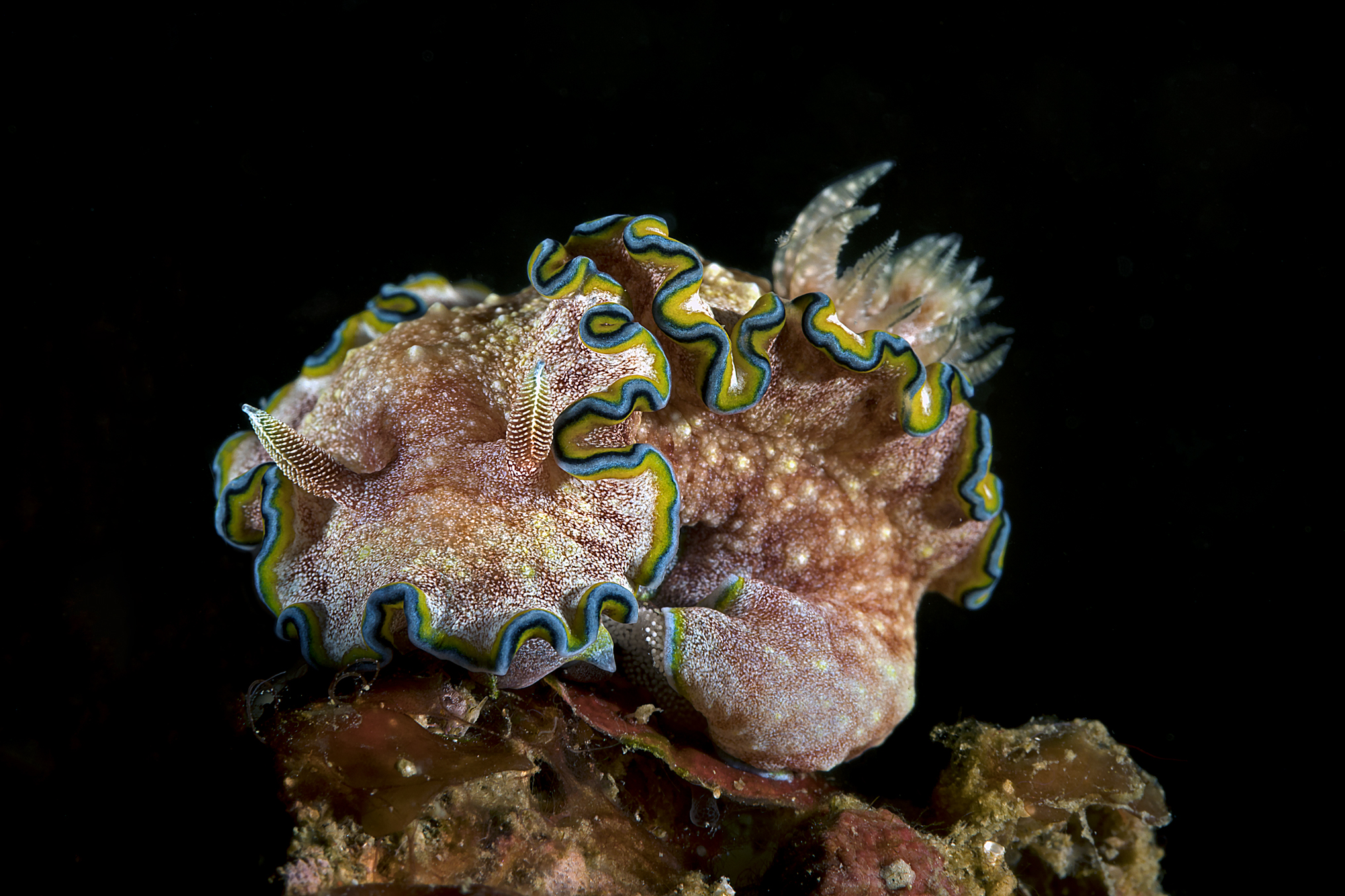 Glossodoris cincta