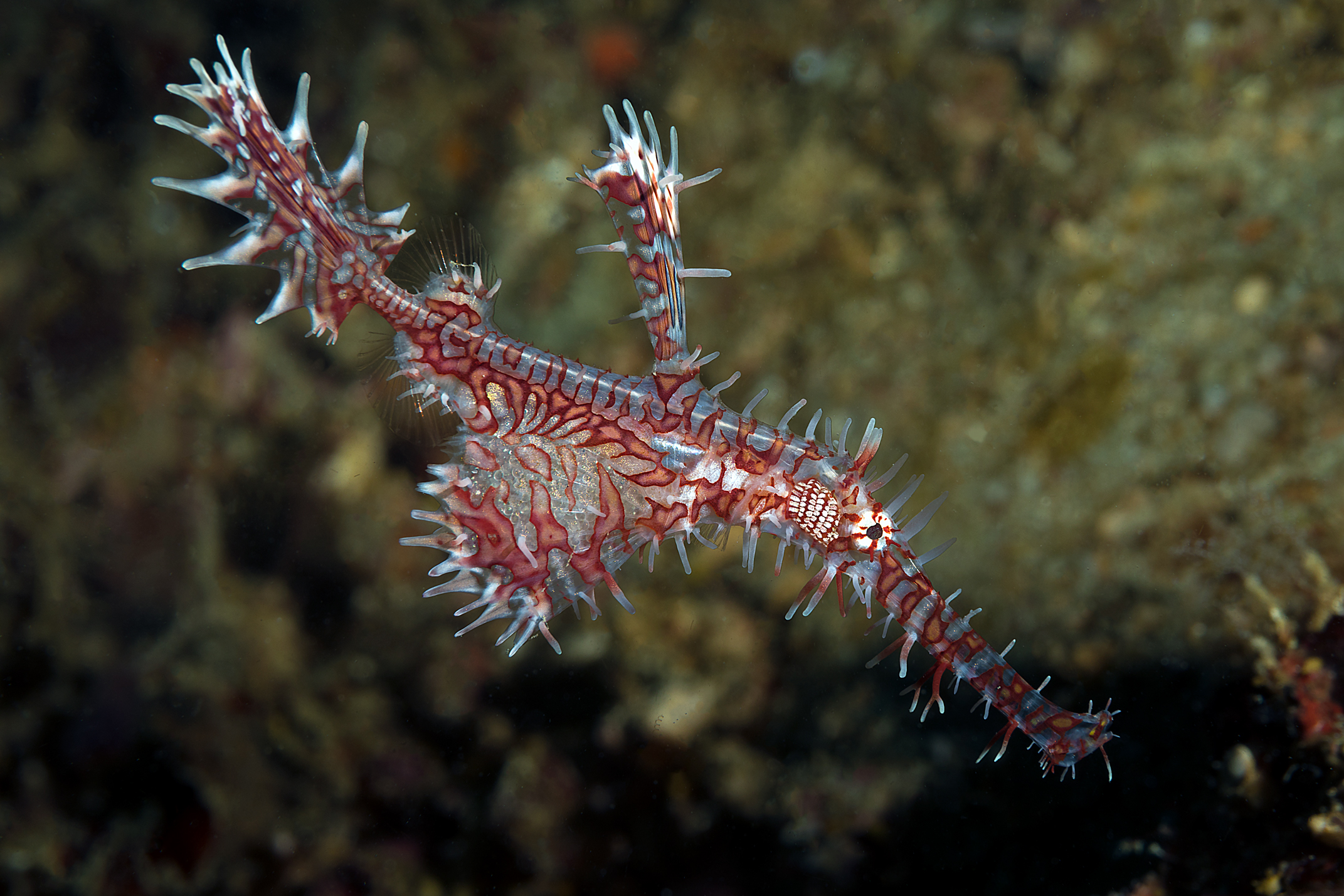 Solenostomus paradoxus