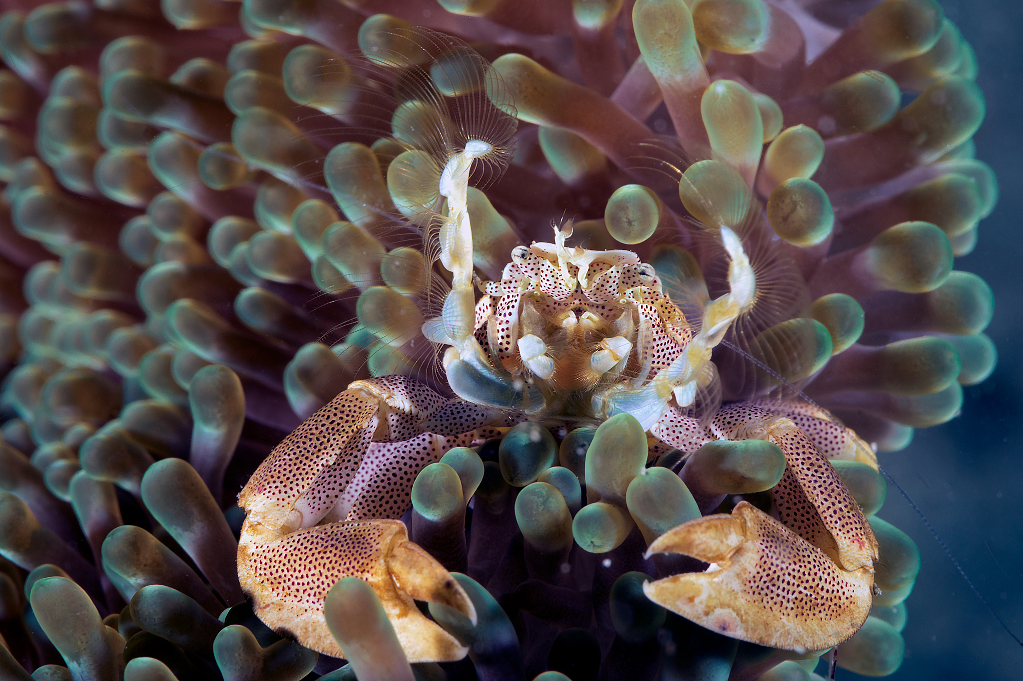 Neopetrolisthes maculatus