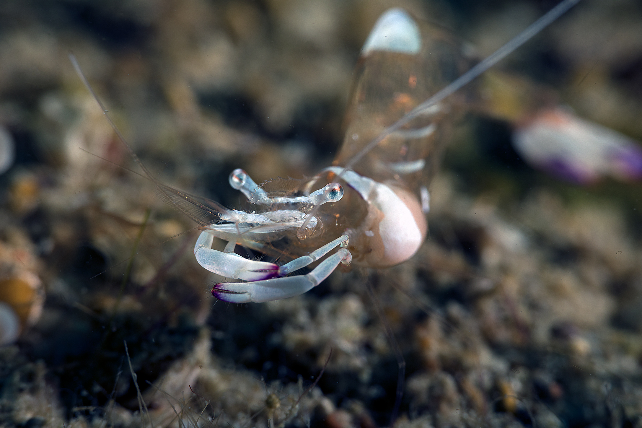 Ancylomenes magnificus