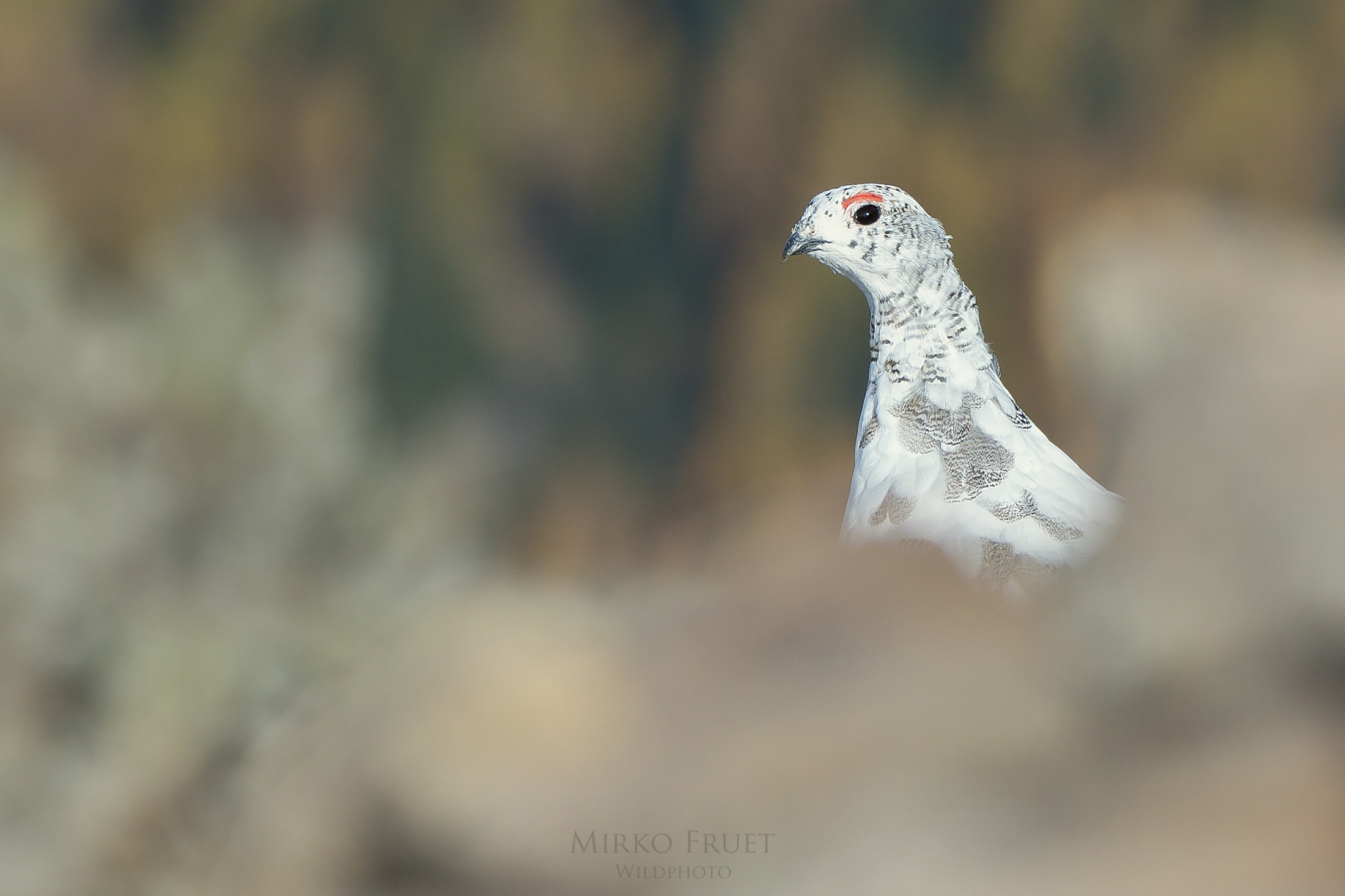 Ptarmigan